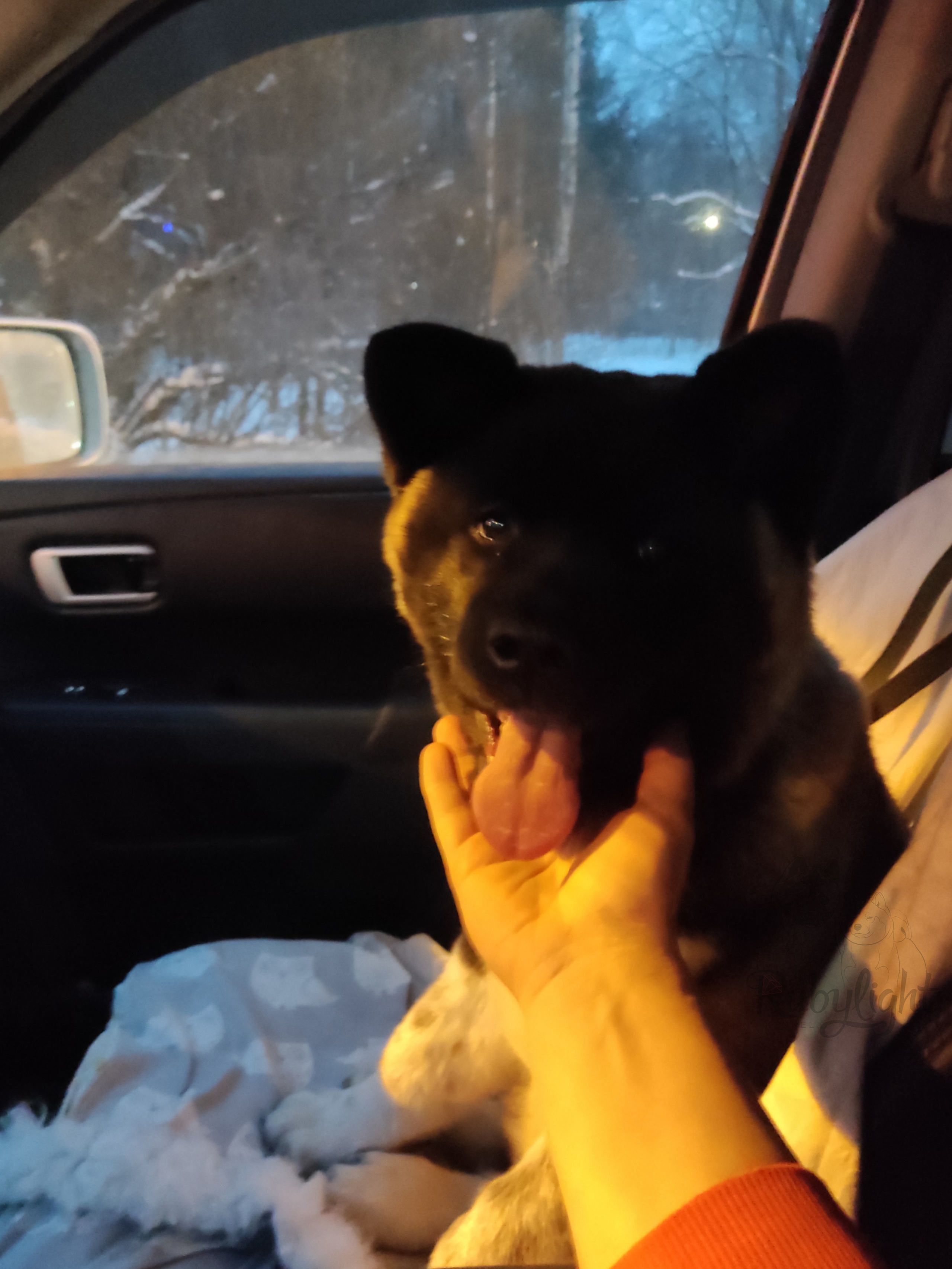 GLORIOUS LION MERCEDES * Шуга , Американская акита Санкт-Петербург, питомник RUBYLIGHT