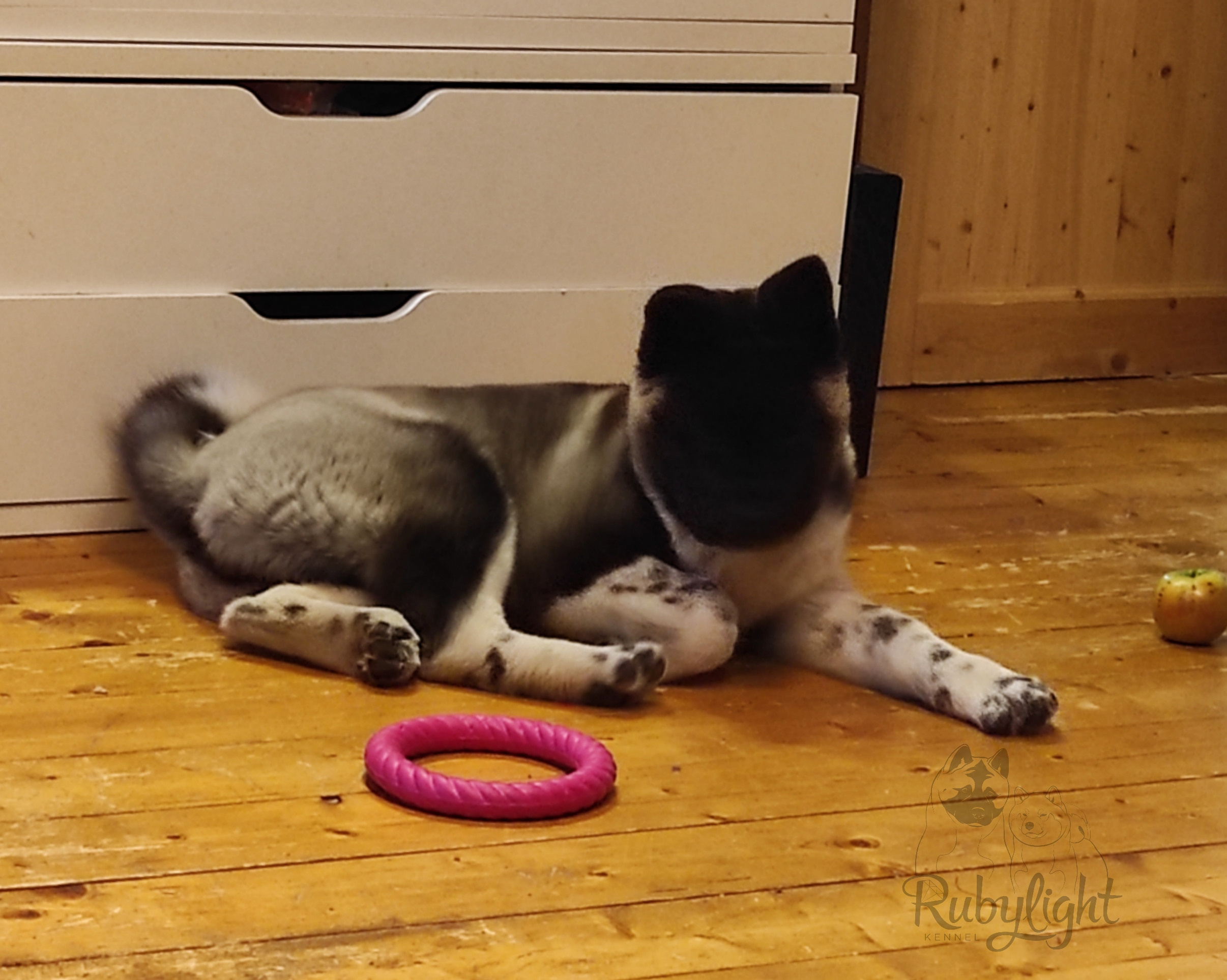 GLORIOUS LION MERCEDES * Шуга , Американская акита Санкт-Петербург, питомник RUBYLIGHT