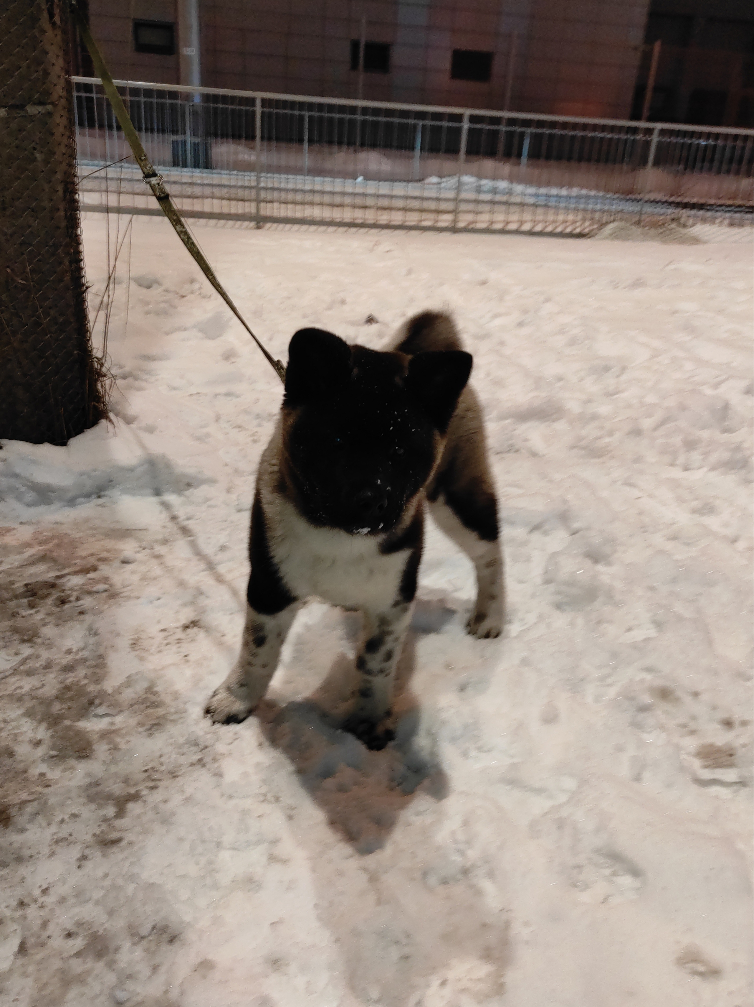 GLORIOUS LION MERCEDES * Шуга , Американская акита Санкт-Петербург, питомник RUBYLIGHT