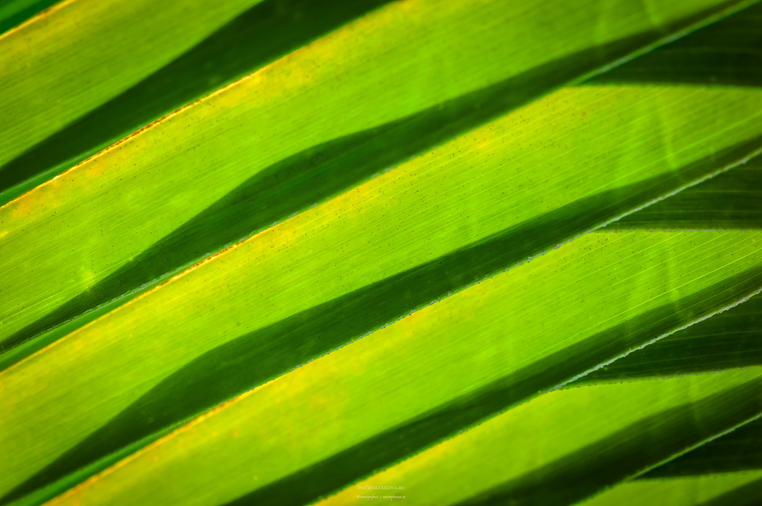Все оттенки зелёного. Авторские стильные фотокартины