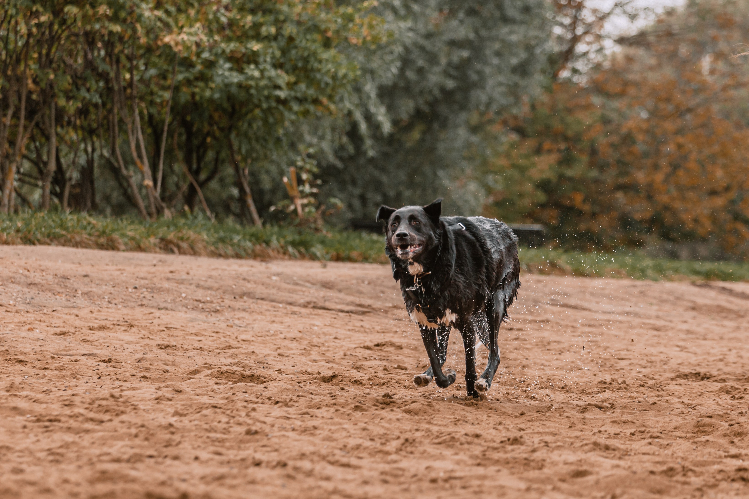 Юля и Фортуна. Фотограф-анималист Татьяна Степанова