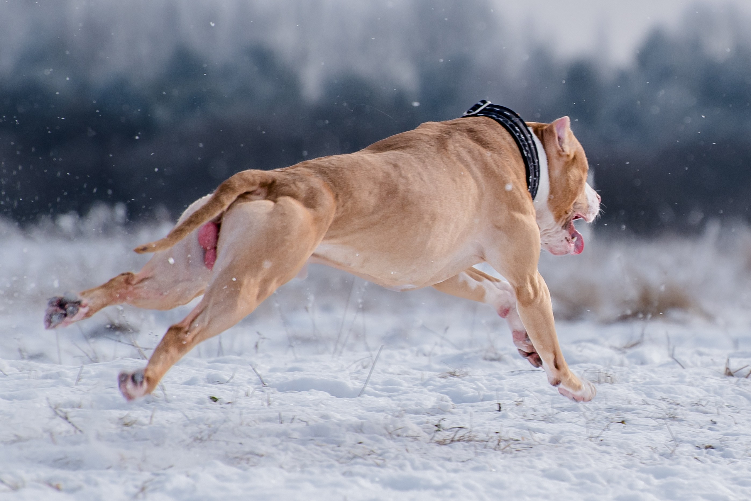 Бега за механической приманкой (Курсинг). Фотограф Макс Огурцов в Нижнем Новгороде
