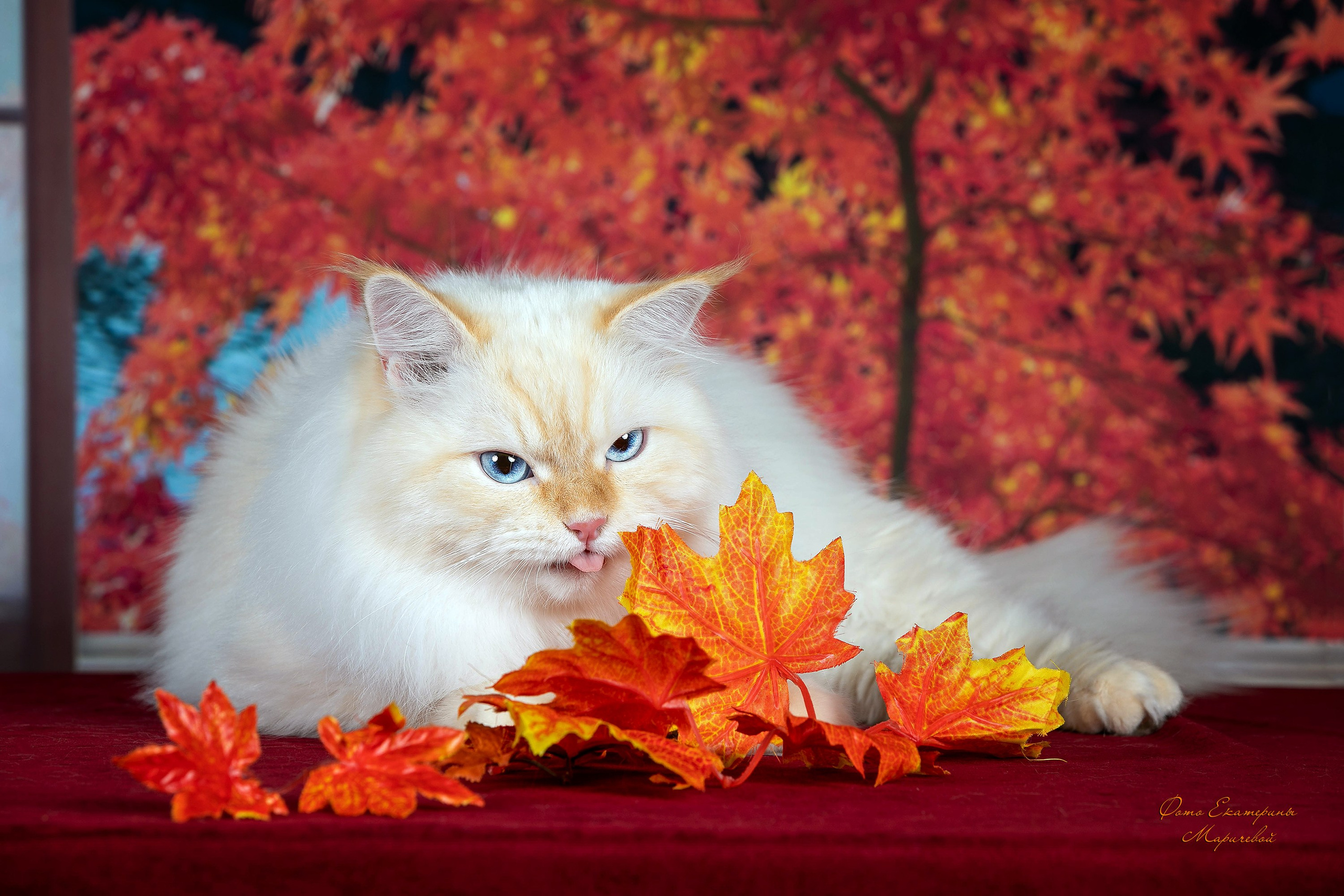 Стендовая съёмка на выставках кошек. Фотограф-анималист в Омске Екатерина Маричева