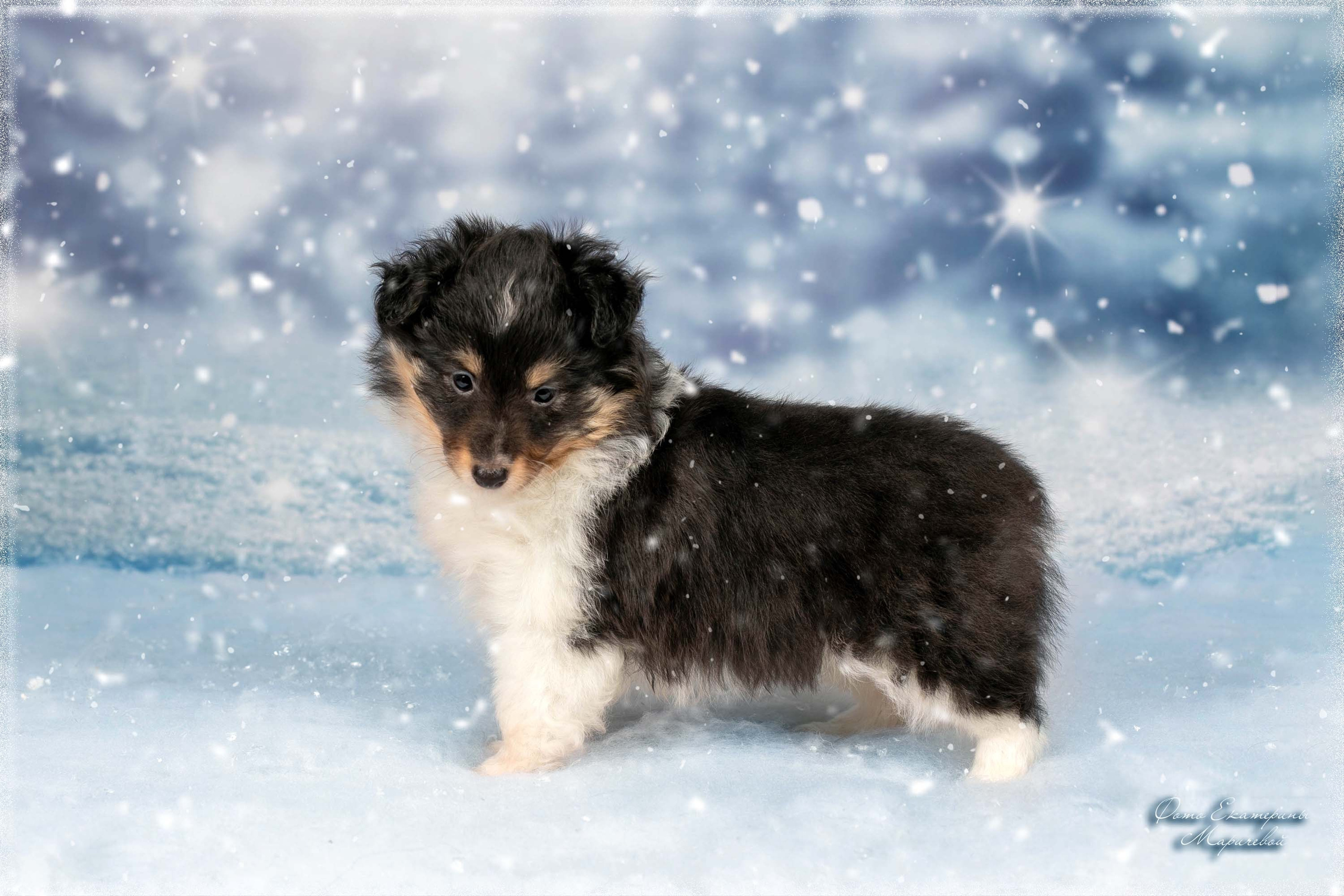 Тематические фоны с рисунком. Фотограф-анималист в Омске Екатерина Маричева