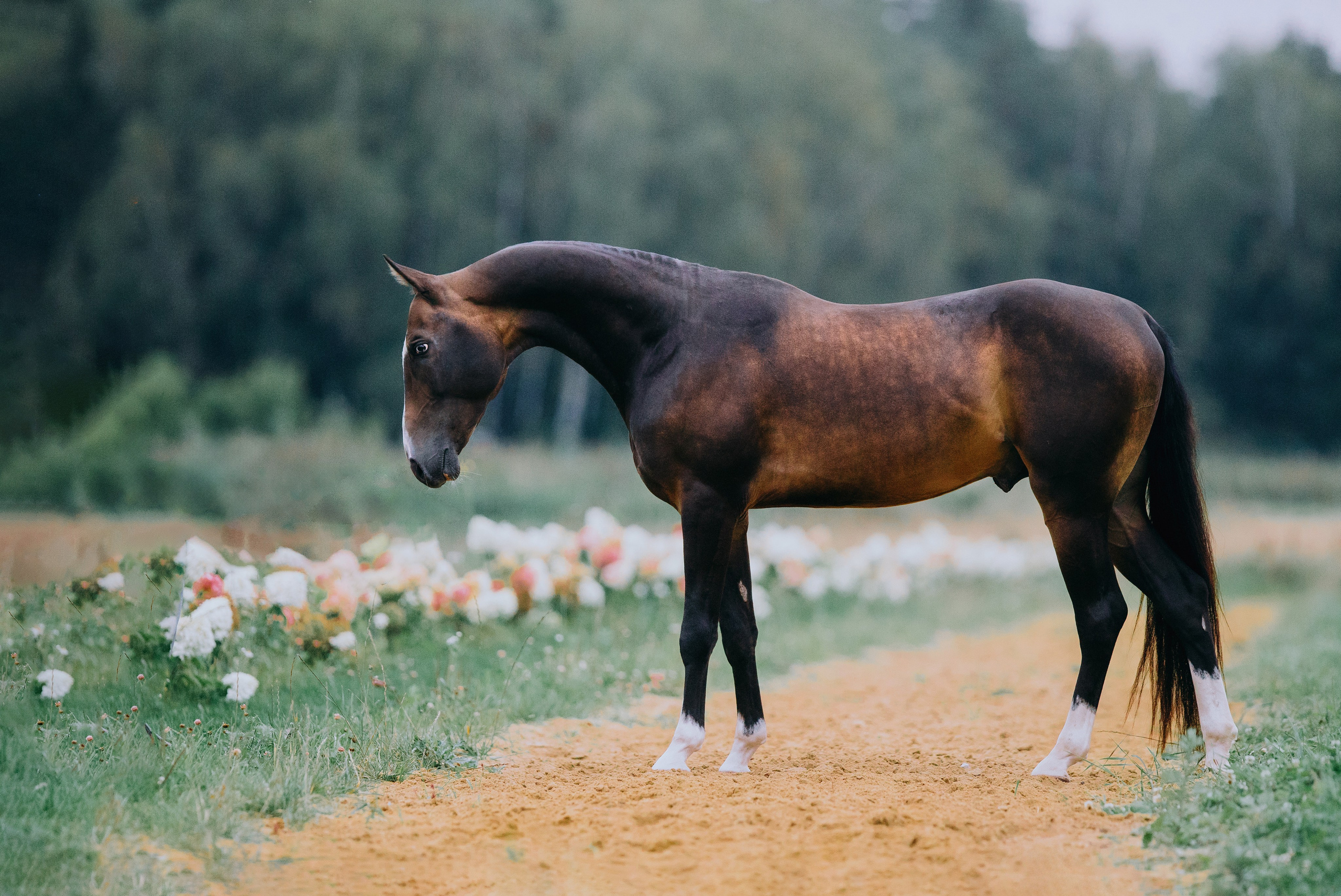 Экстерьеры. Фотограф-анималист Ксендзова Кристина