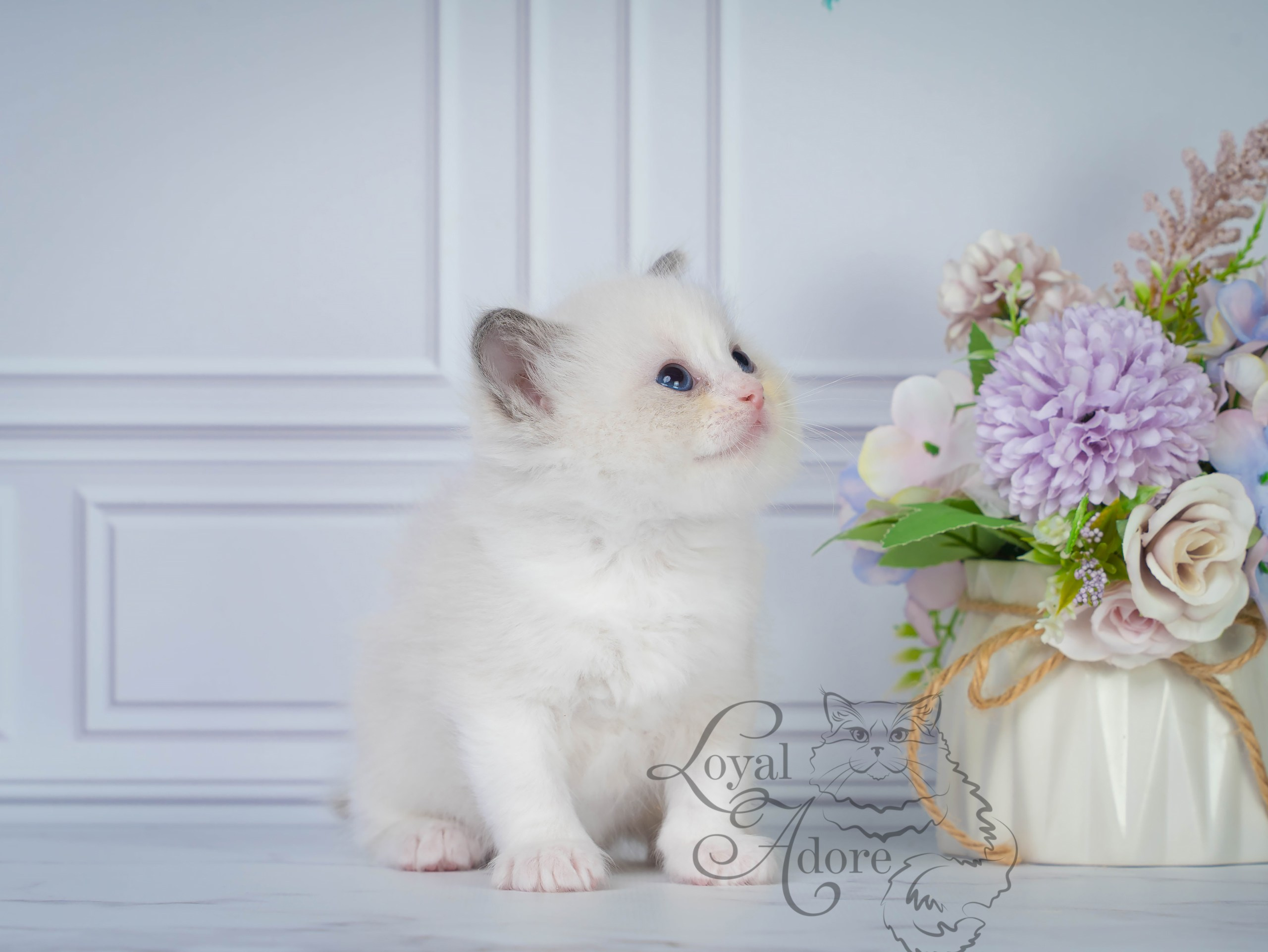 Котята рэгдолл от Loyal Adore. Питомник рэгдолл Loyal Adore