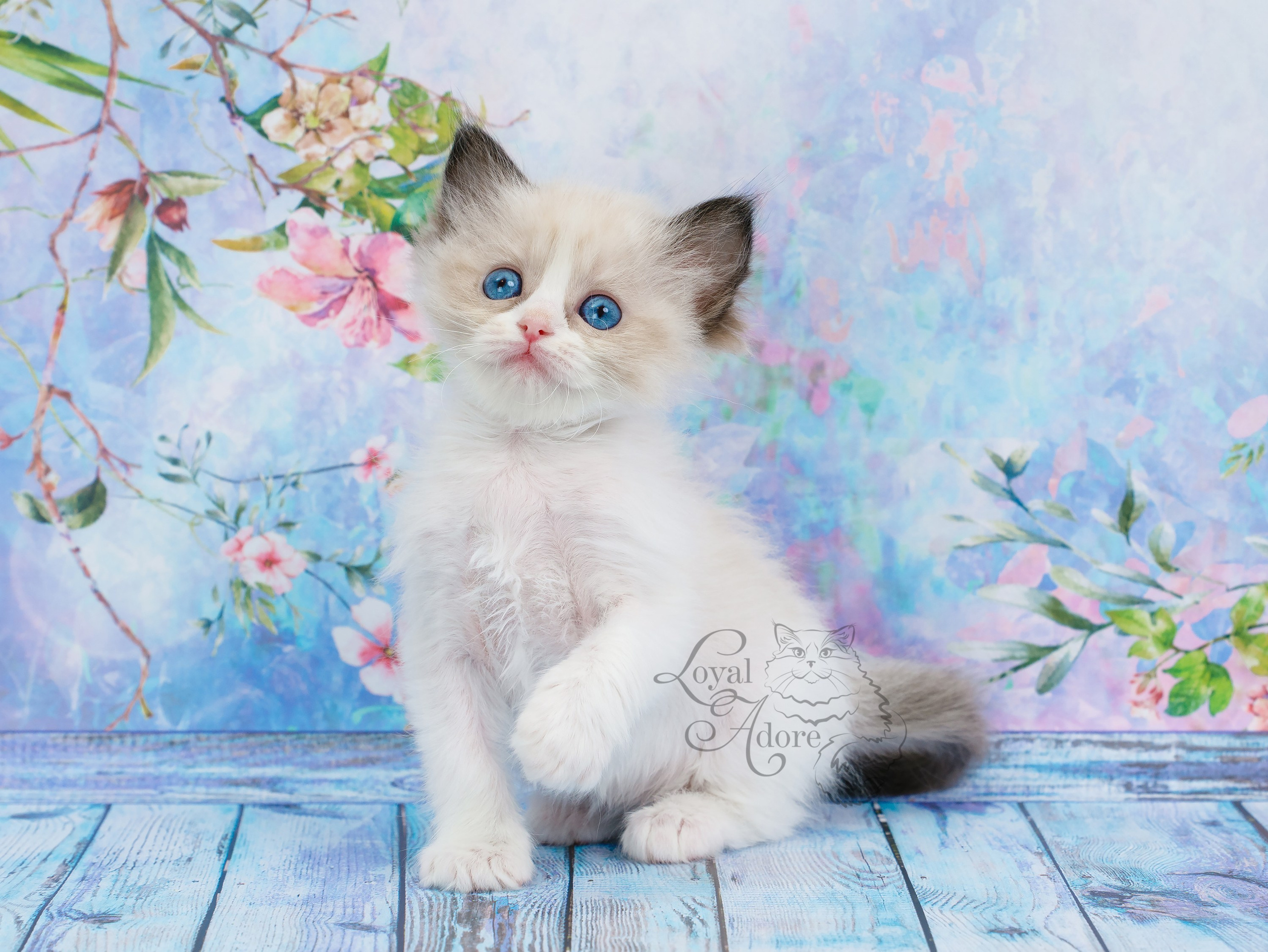 Котята рэгдолл от Loyal Adore. Питомник рэгдолл Loyal Adore