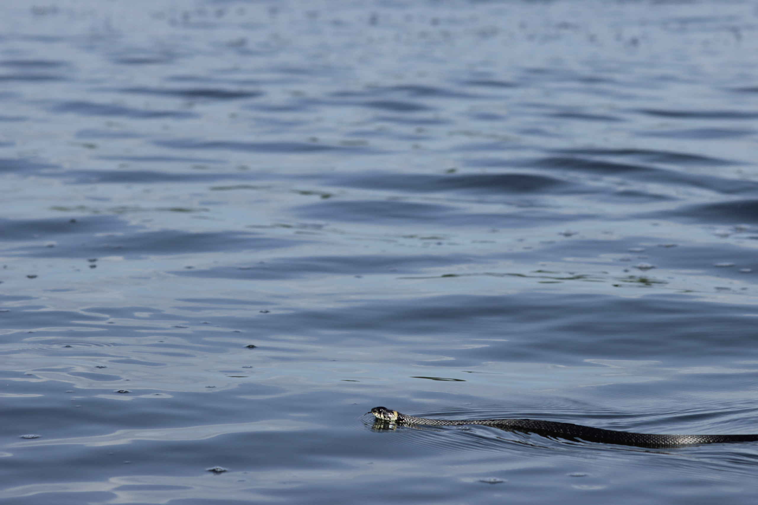 Сёрфинг в Саратове!. Фотокрыжовник. Снимаем, дружим, путешествуем
