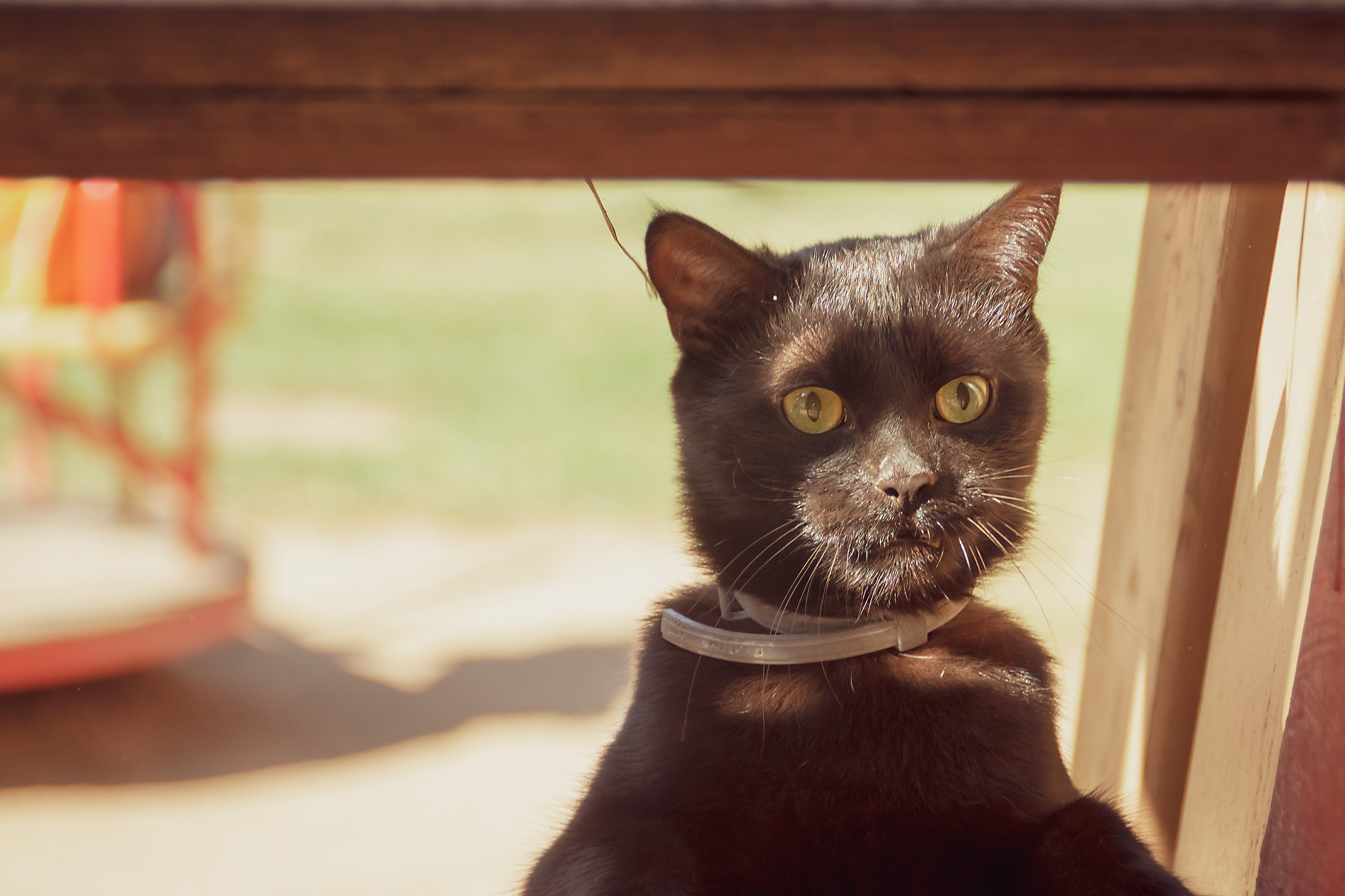 Наш Дом — Земля. Аmat Victoria Сuram