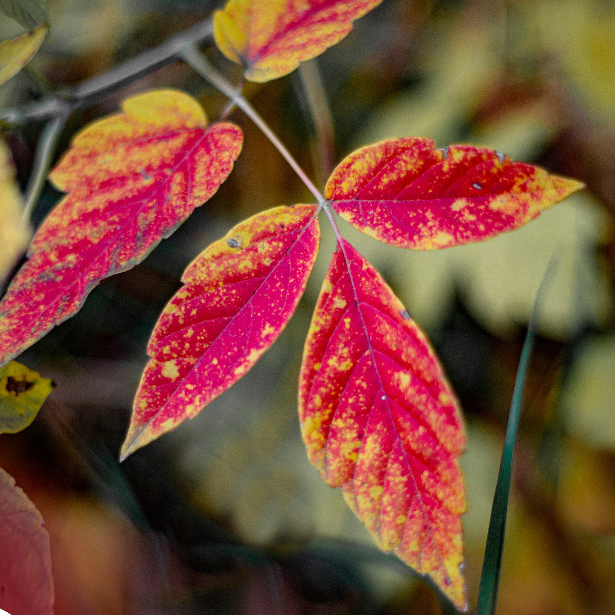 Просто красиво. Детский и семейный фотограф Барнаул Татьяна Губанова