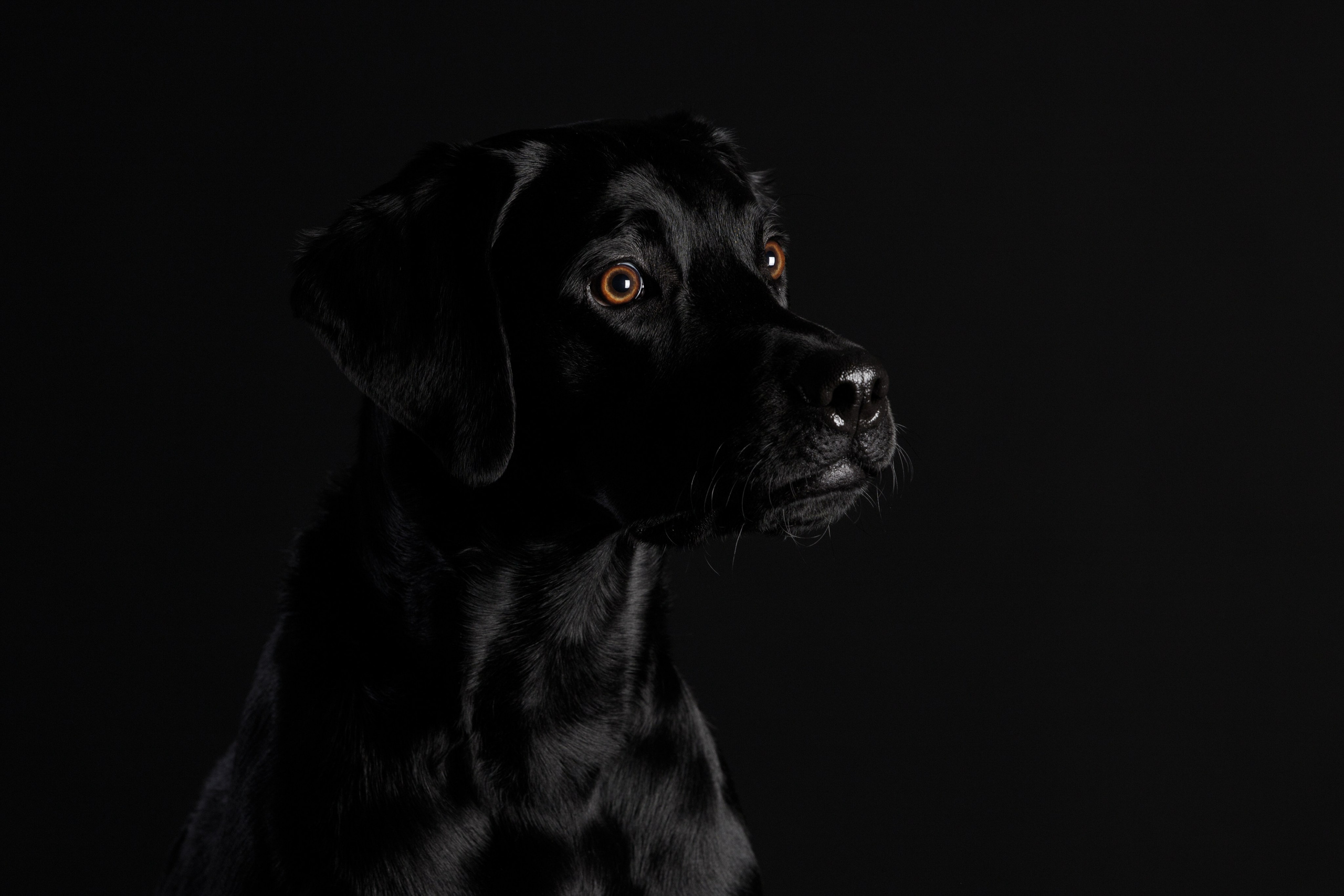 Студия. Фотограф-анималист в Калуге Мария Шерскова