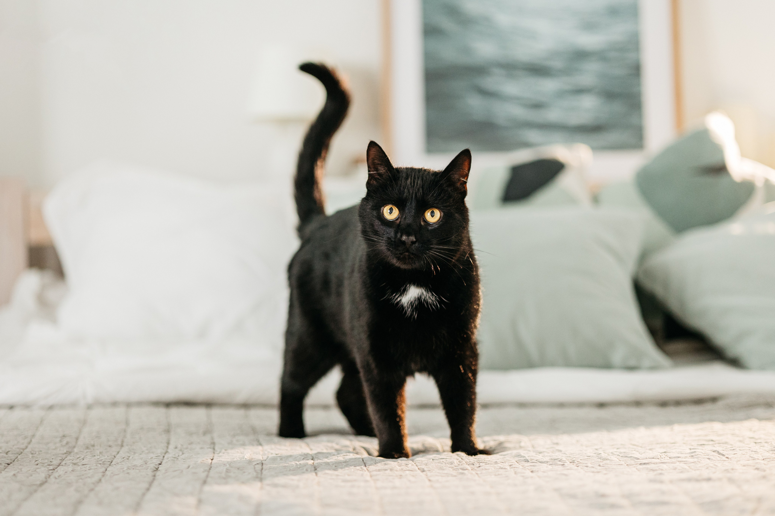 Кузя. Фотограф-анималист Елена Радченко, Москва