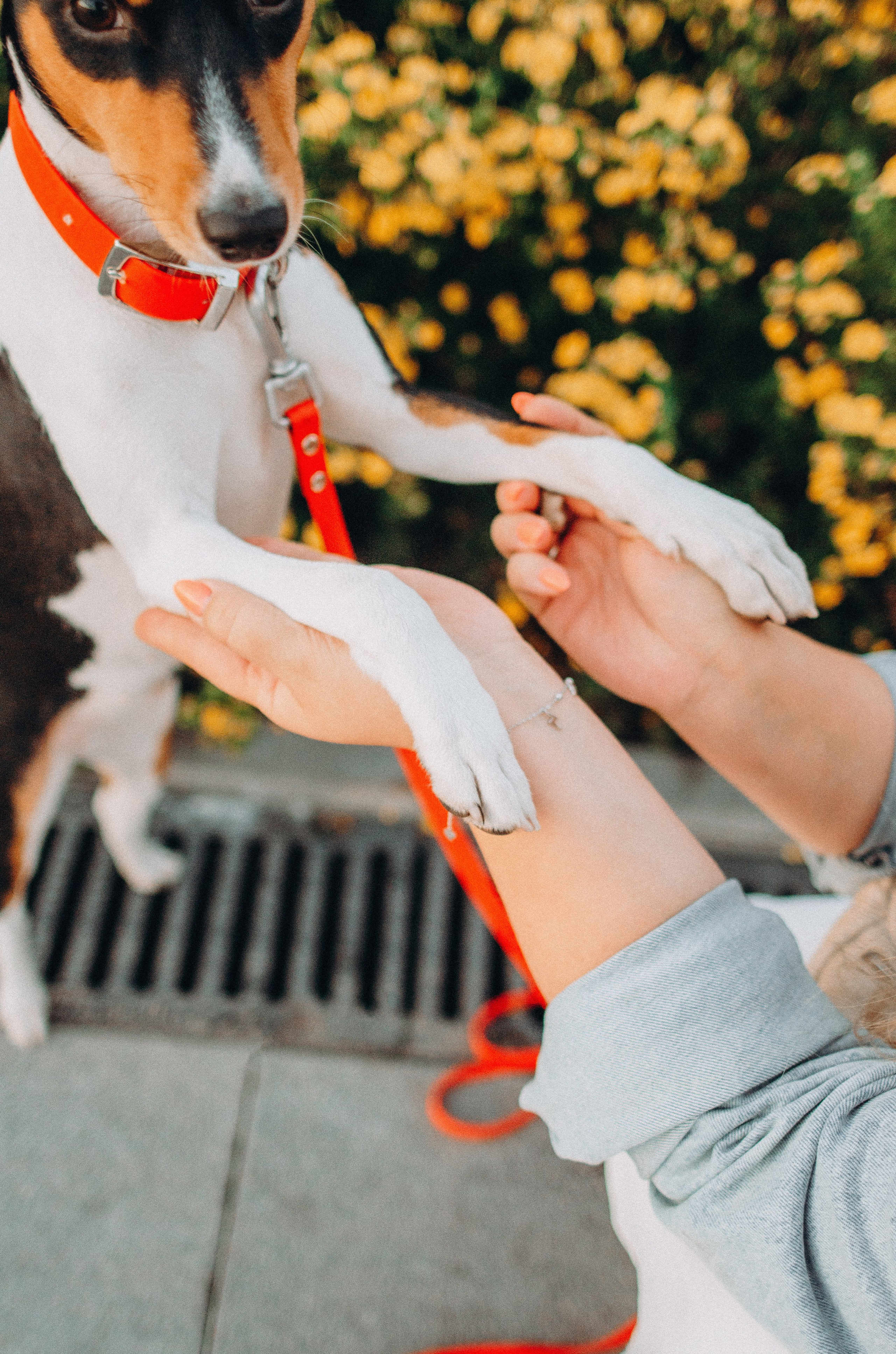 Лена, Никита и Эсма. Фотограф-анималист Богданова Полина