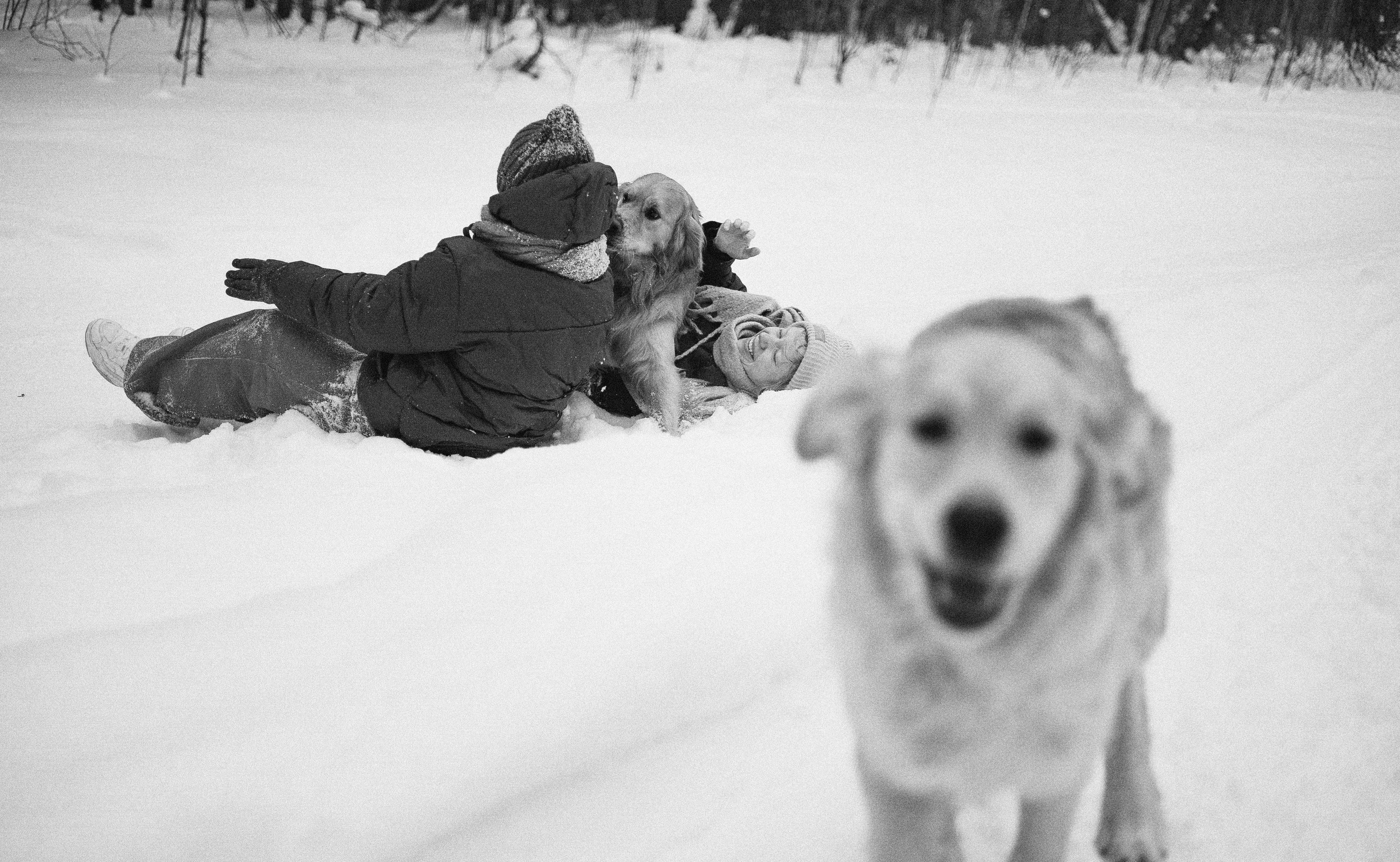 Саша, Юля, Грэй и Джой. Фотограф-анималист Богданова Полина