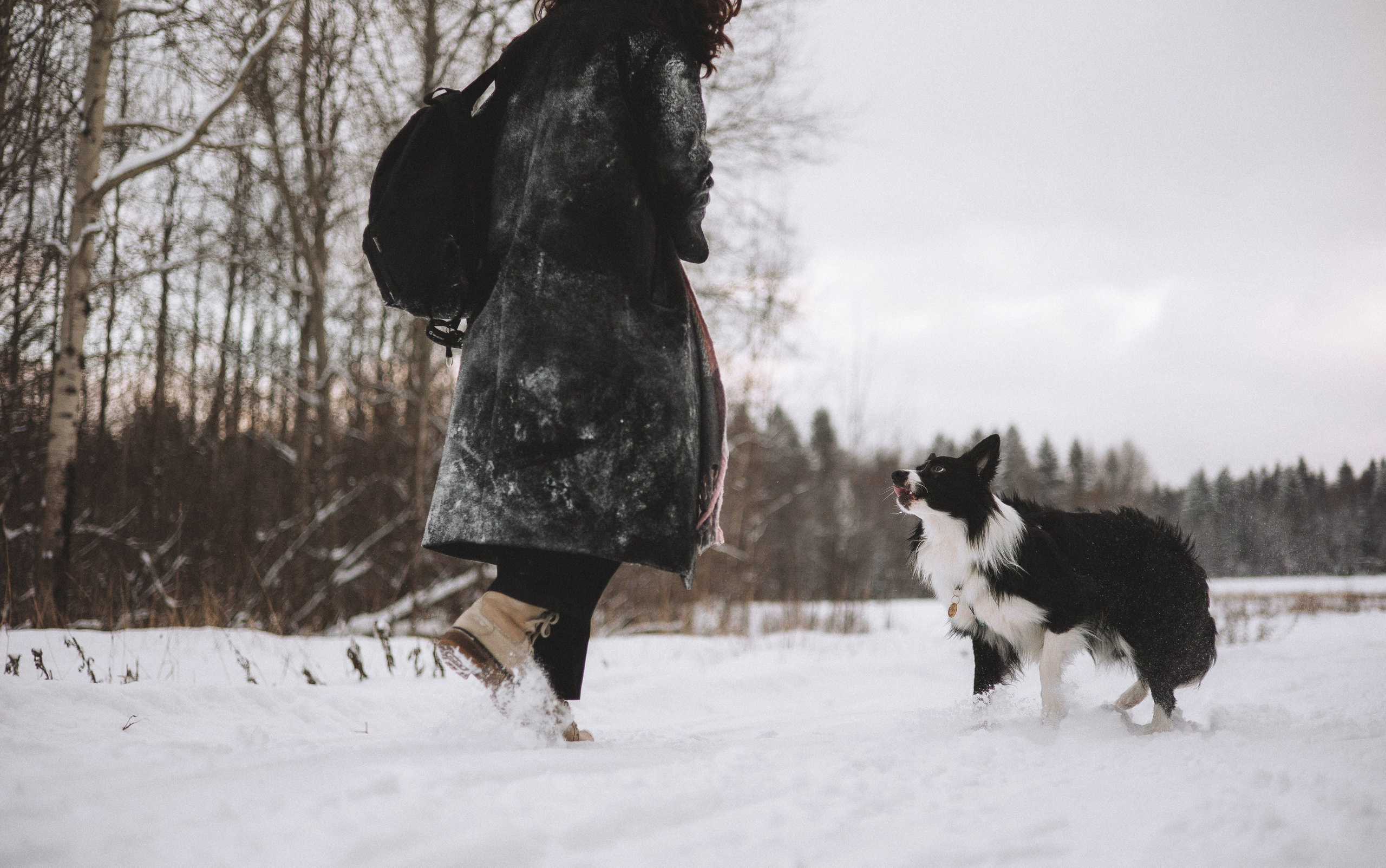 Алина и Найт. Фотограф-анималист Богданова Полина