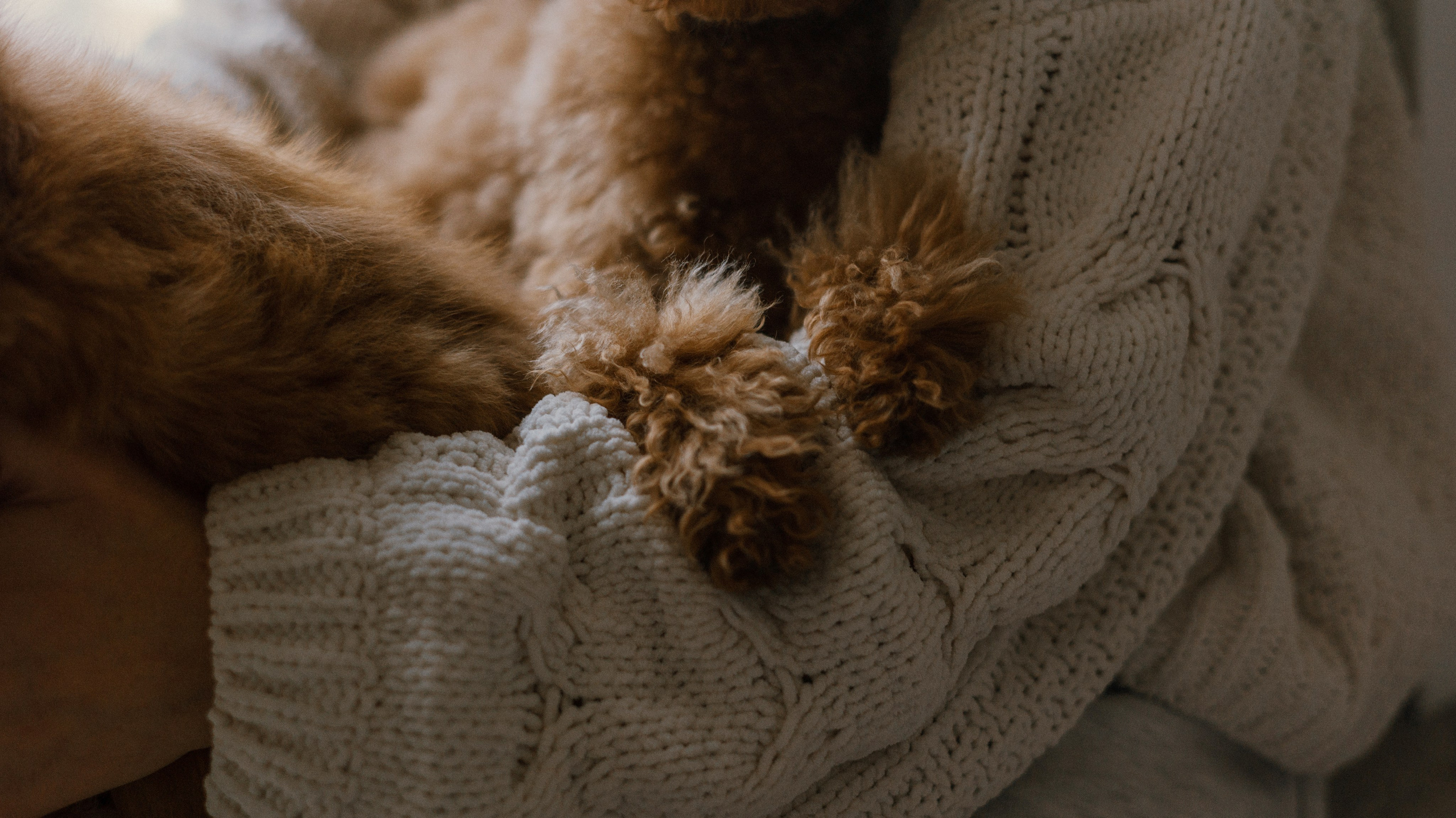 Маша, Одди и Нэвил. Фотограф-анималист Богданова Полина