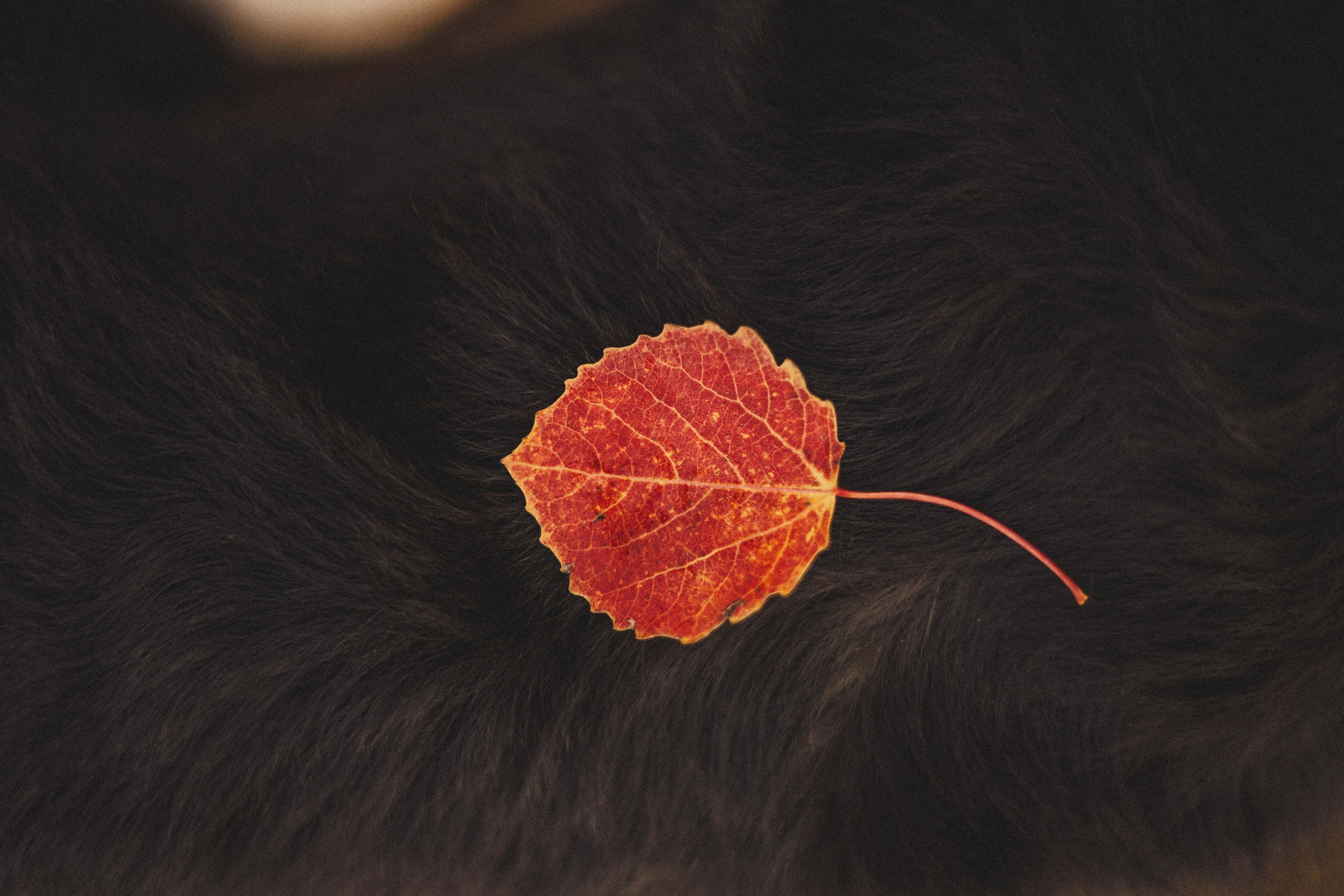 Даша и Дже. Фотограф-анималист Богданова Полина