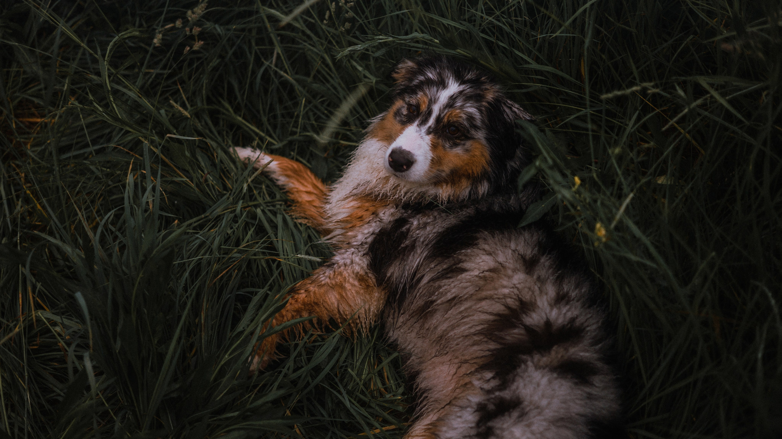 Маша и Долли. Фотограф-анималист Богданова Полина