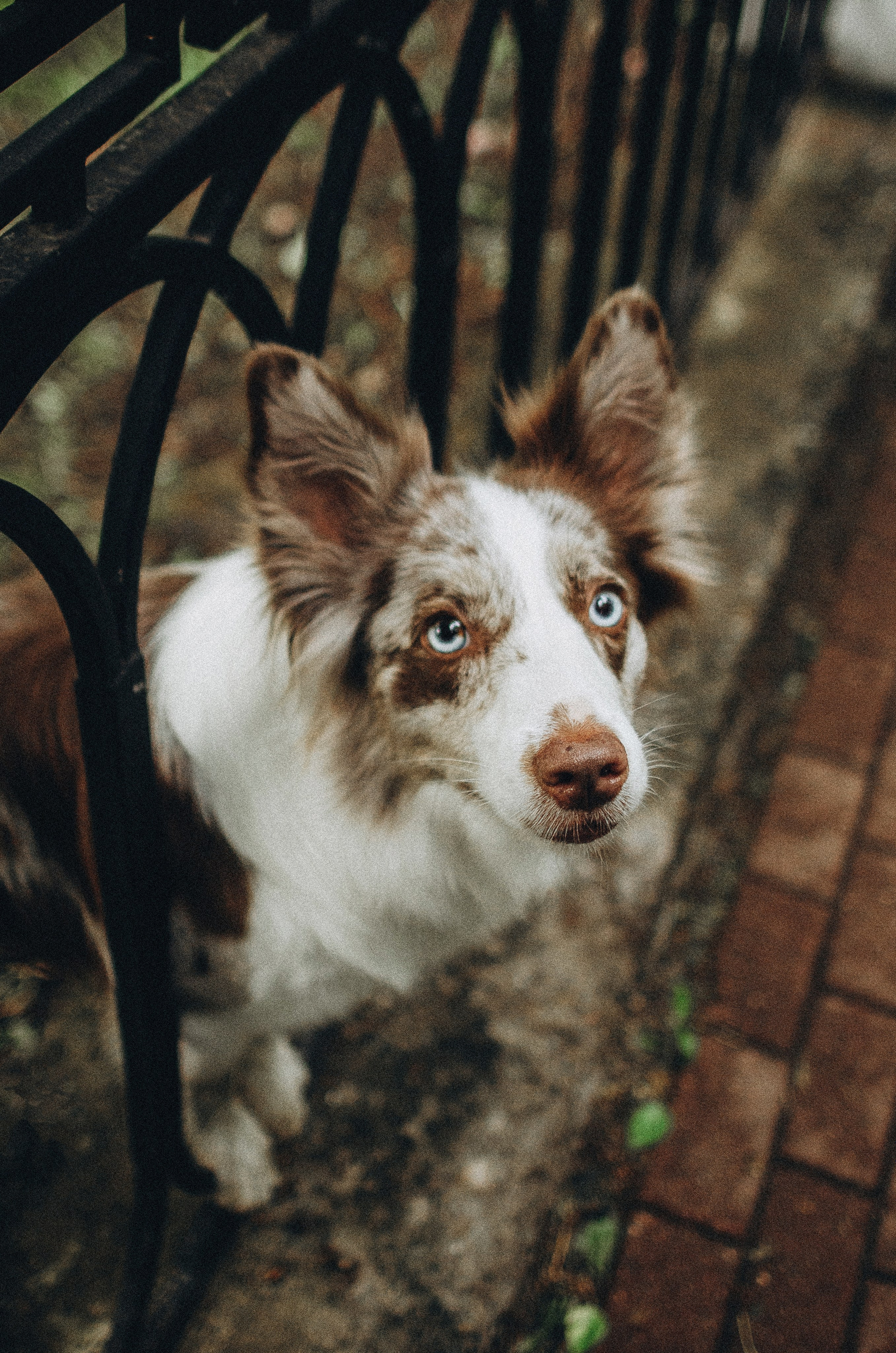 Алина и Бруна. Фотограф-анималист Богданова Полина