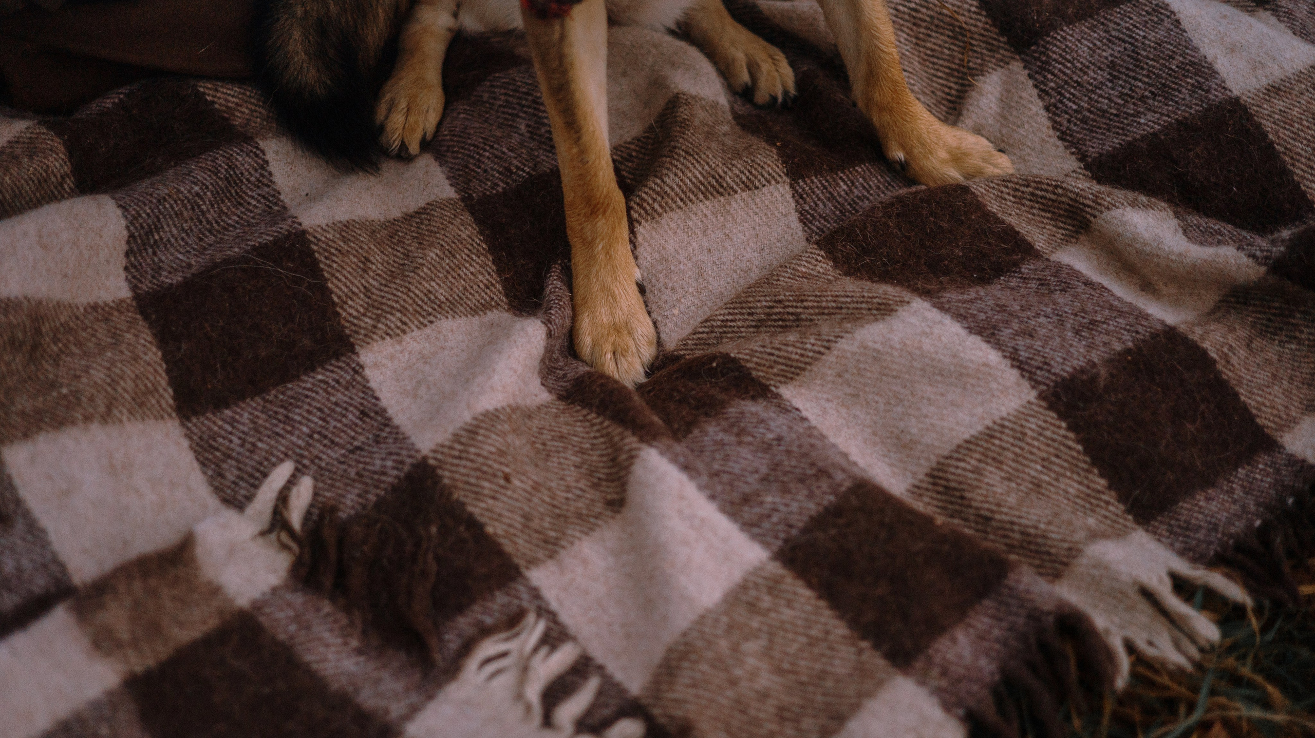 Маша, Катя, Астрид и Мася. Фотограф-анималист Богданова Полина