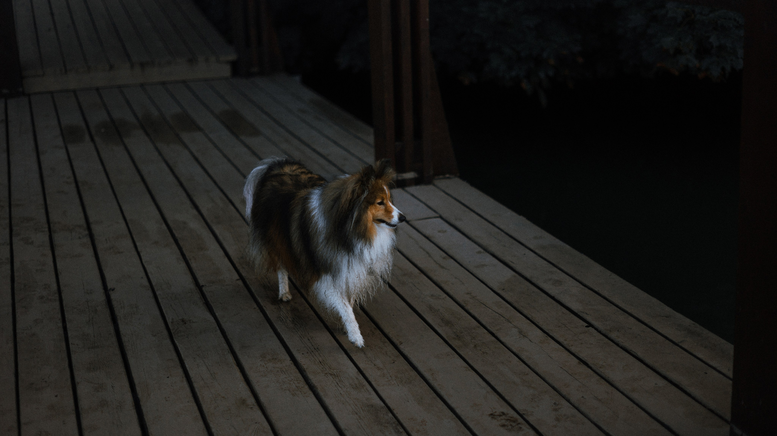 Аня и Скай. Фотограф-анималист Богданова Полина