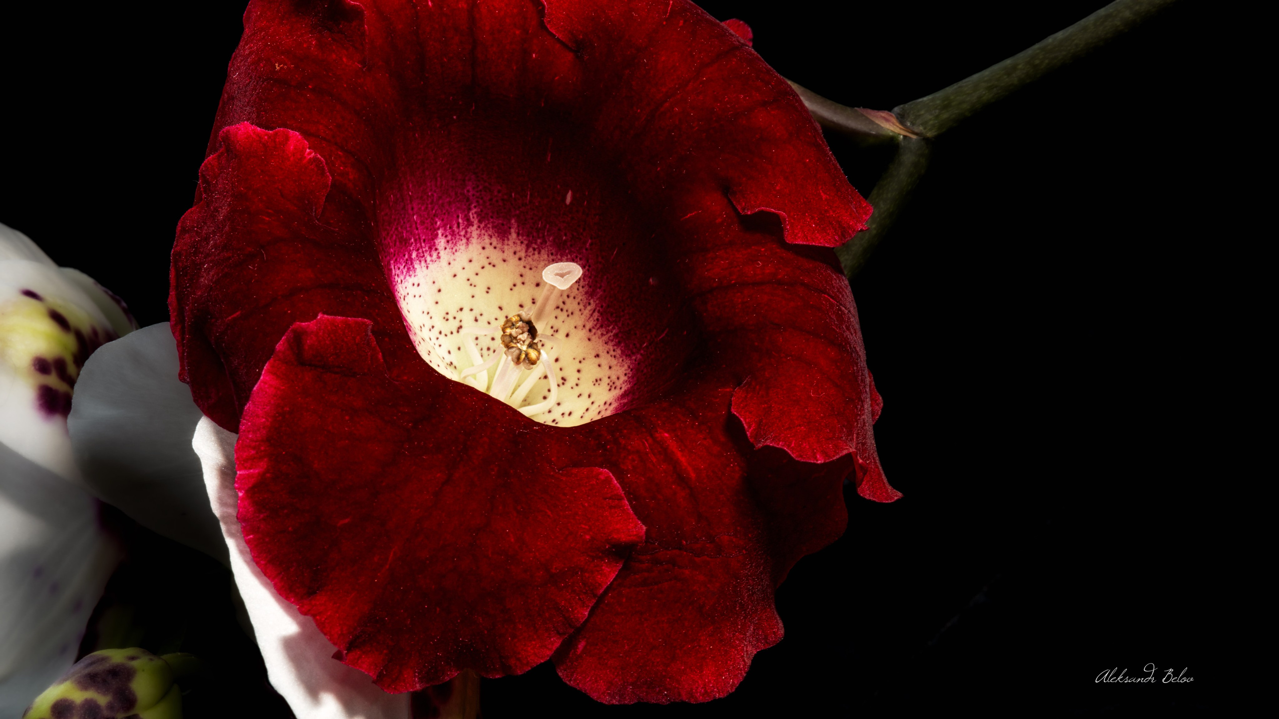 Цветы. Пейзажный и семейный фотограф в Санкт-Петербурге Александр Белов