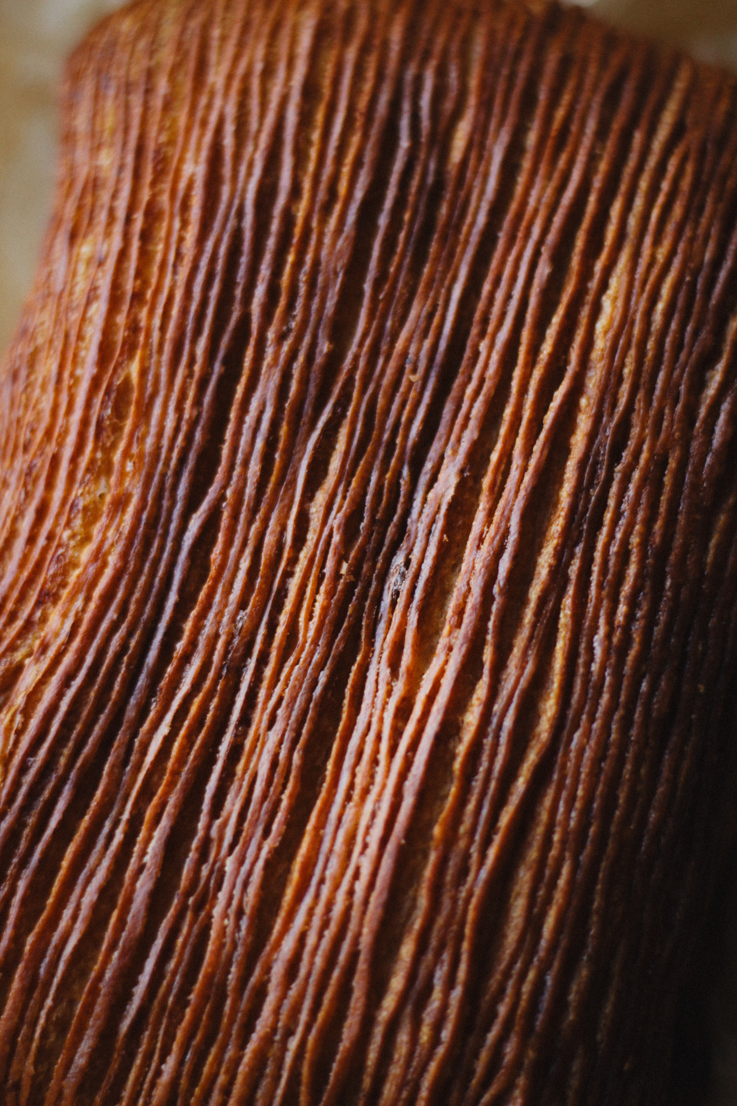 Ôpetit. Света Голобородько, фудфотограф в Санкт-Петербурге