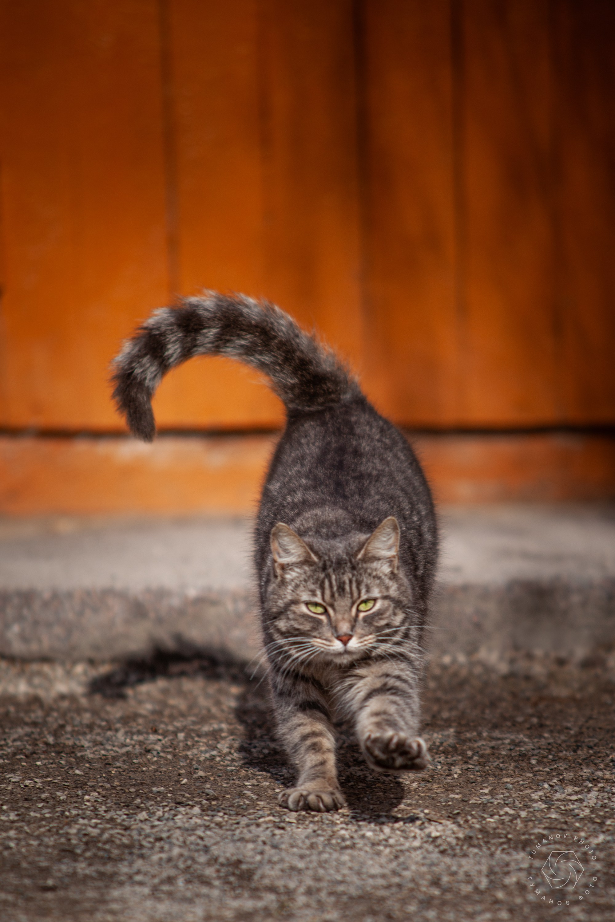 Усадьба Л. Н. Толстого в Хамовниках. Туманов Виталий — фотограф Москва