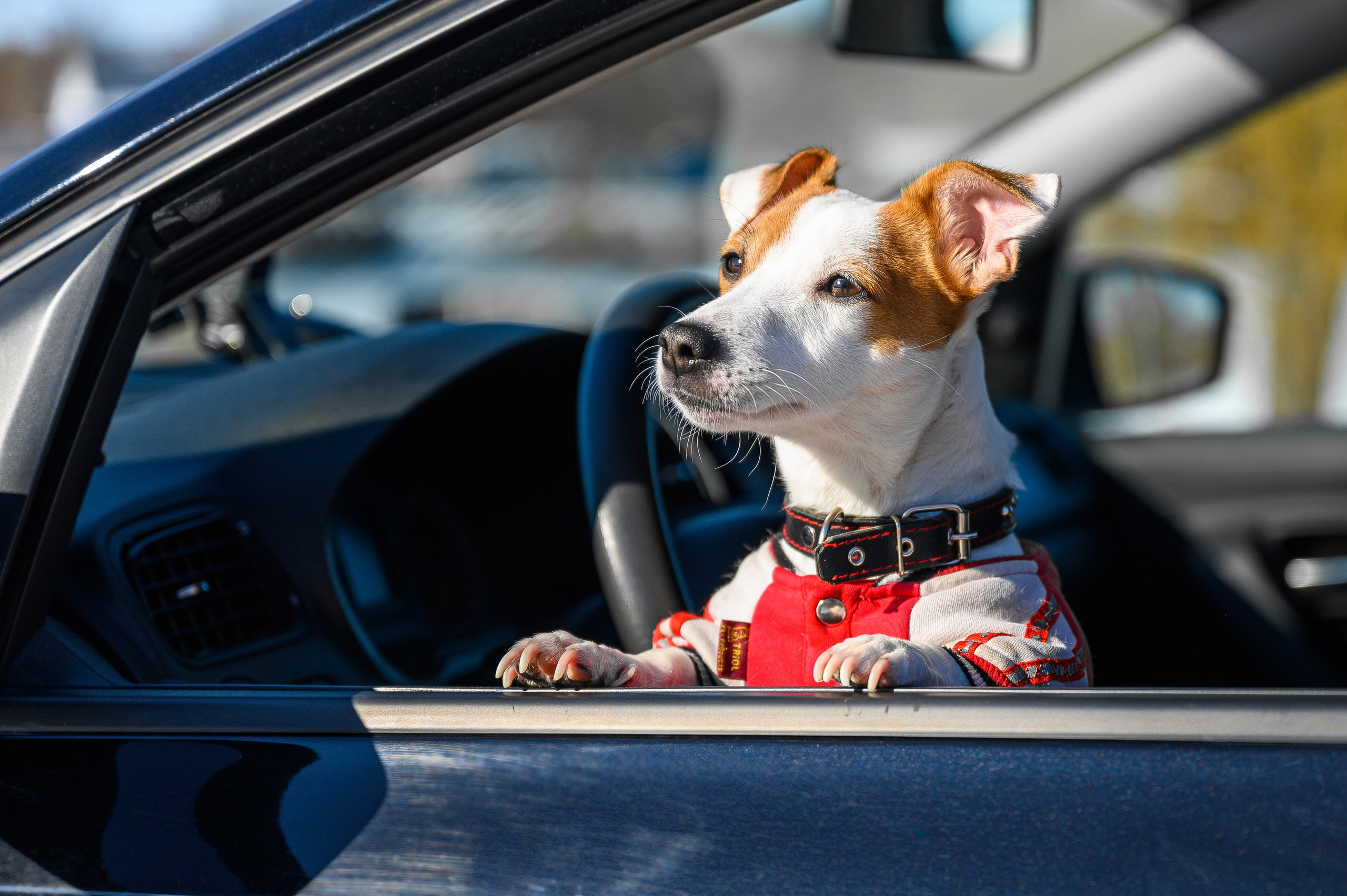 Джек Рассел. Bazarkom-photo.ru Фотограф Виктор Оськин в Старом Осколе