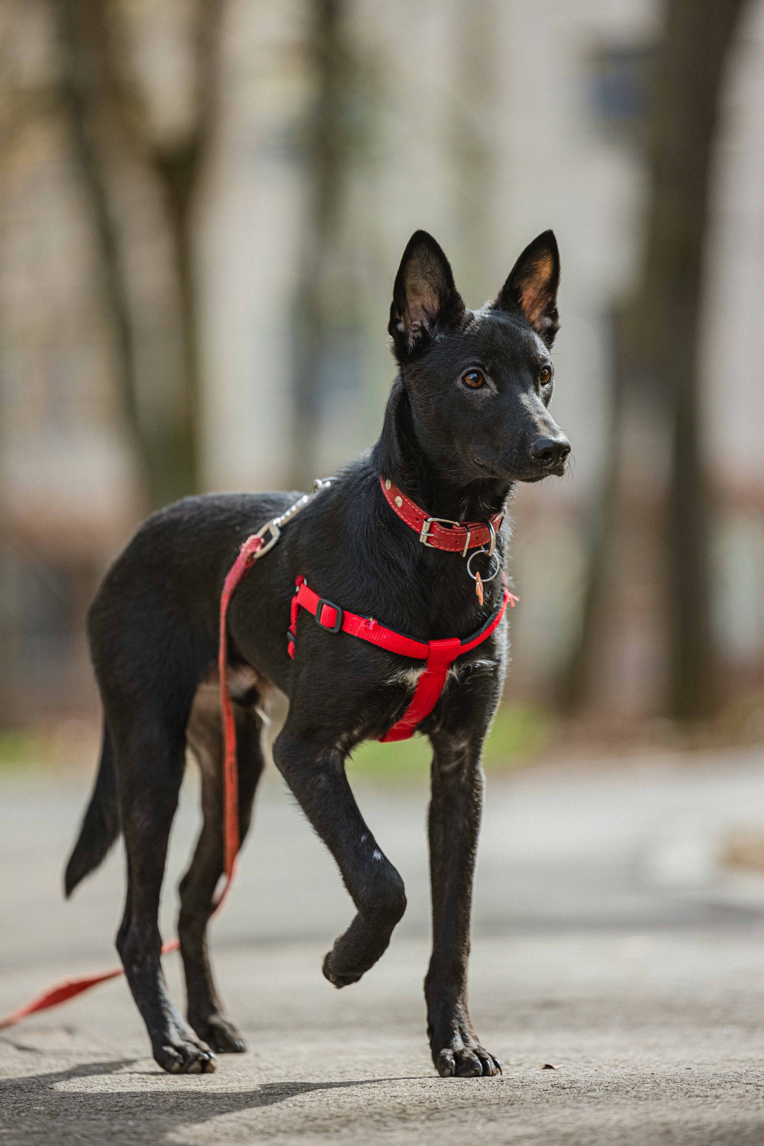 Булька. Фотограф-анималист в Москве Лера Черноног