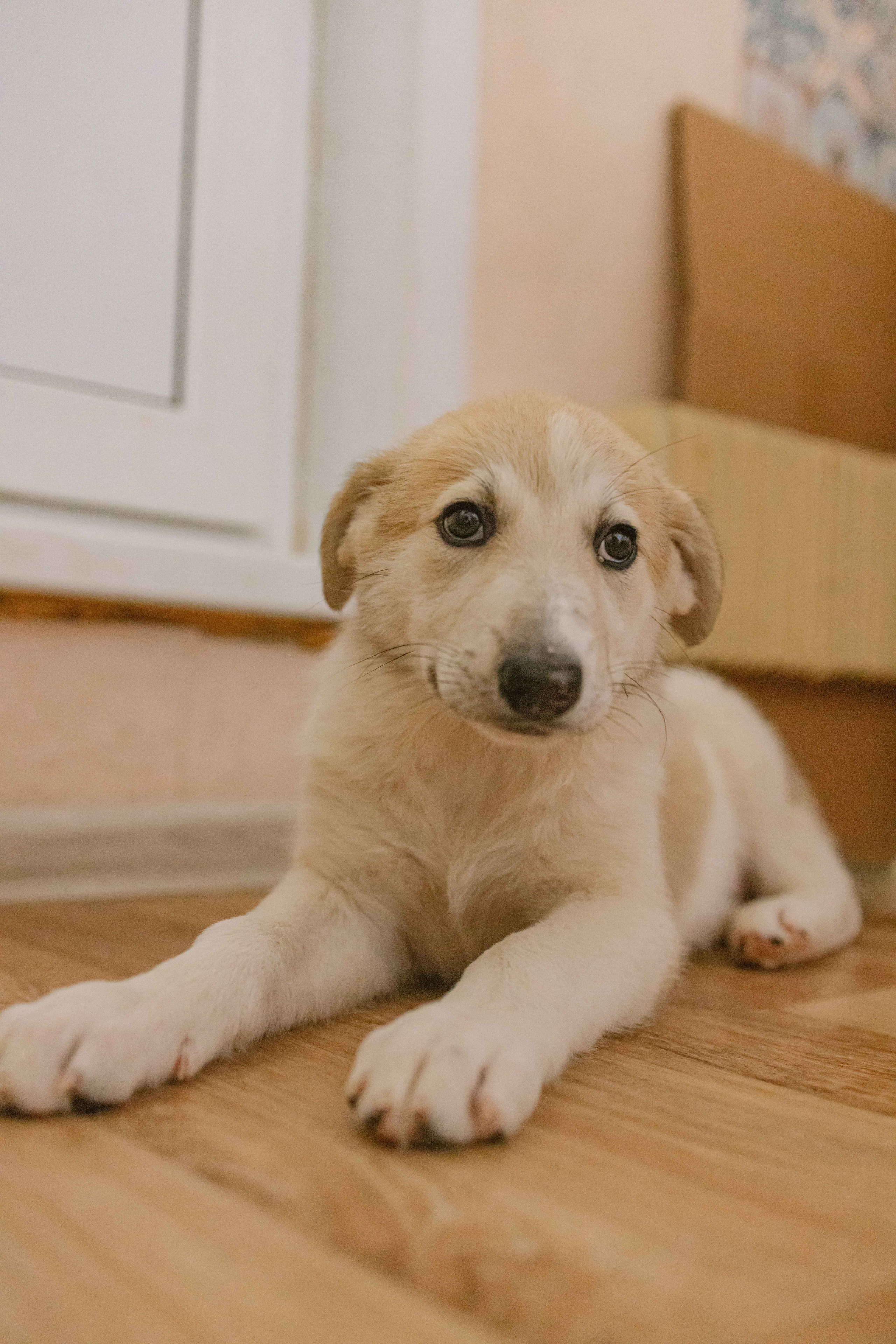 Щеночки на кухне. Фотограф-анималист в Москве Лера Черноног