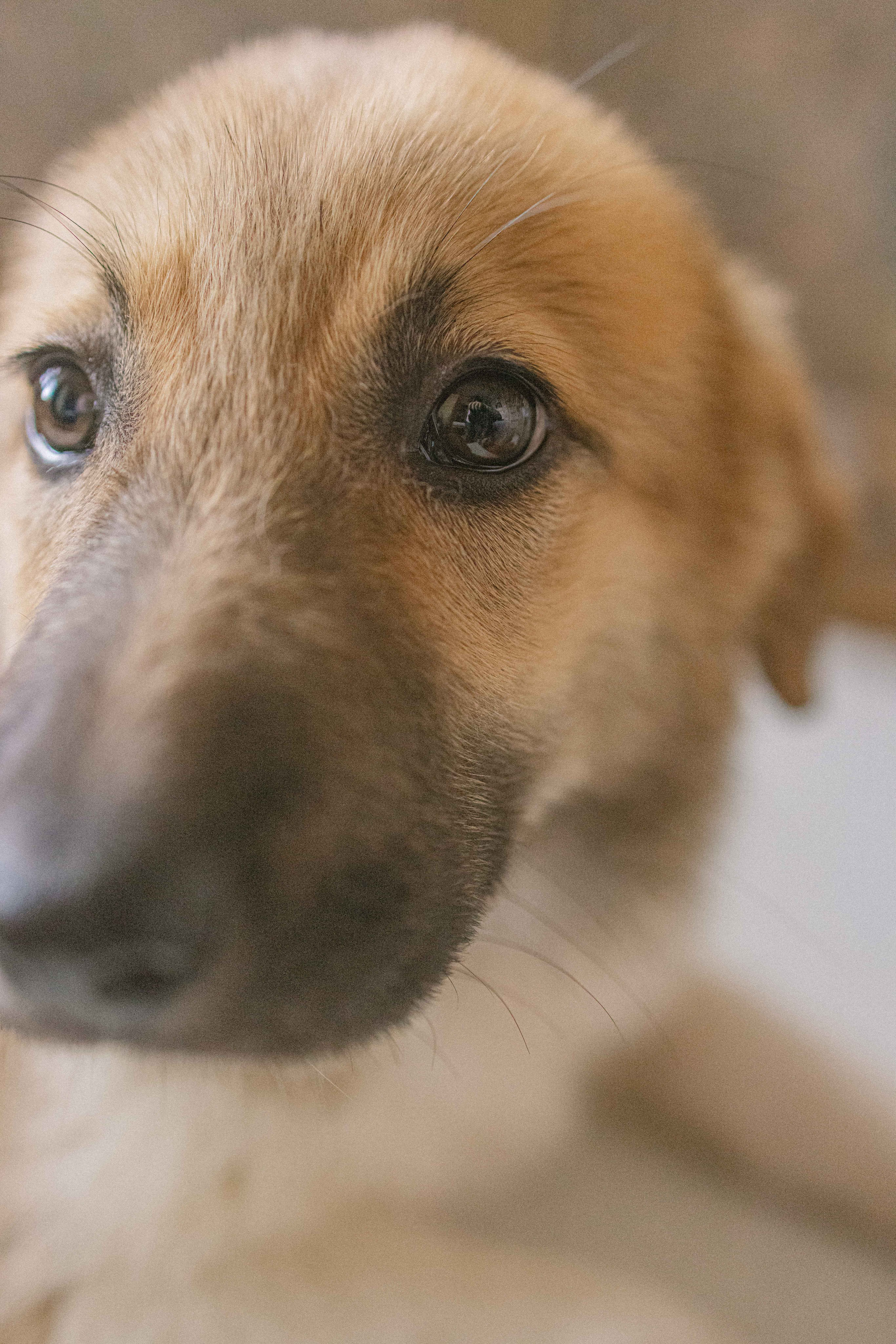 Щеночки на кухне. Фотограф-анималист в Москве Лера Черноног