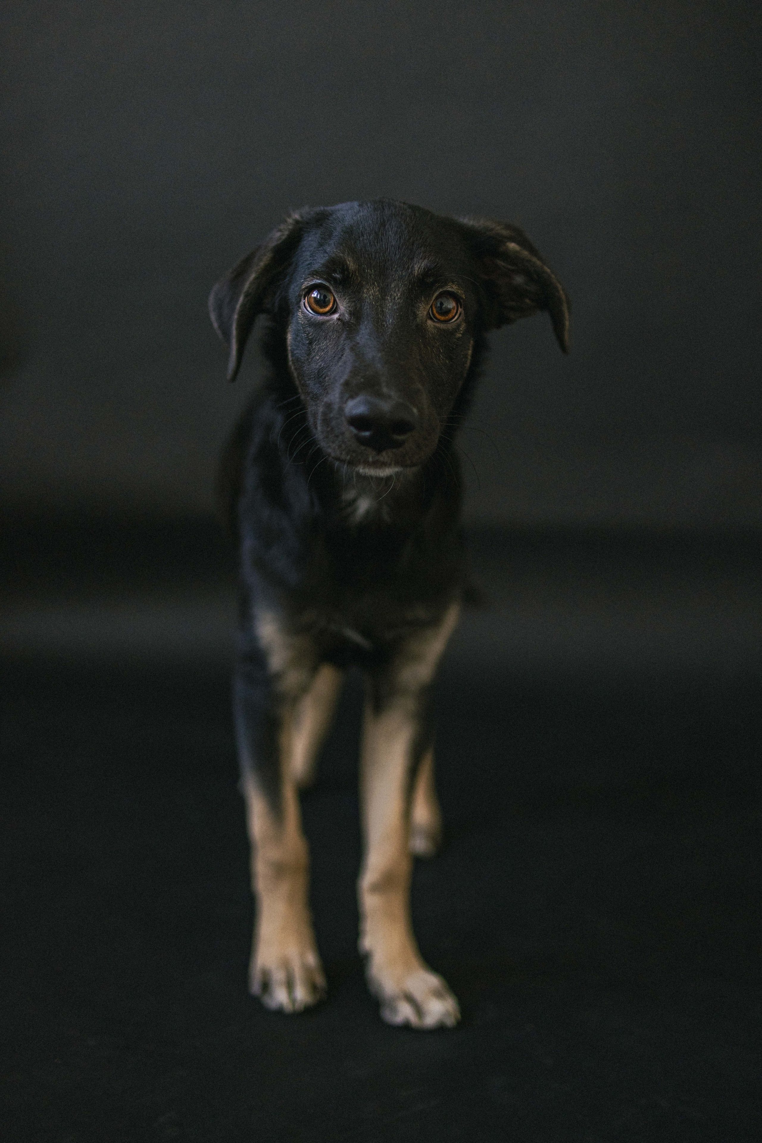 Крис и Тэдди. Фотограф-анималист в Москве Лера Черноног