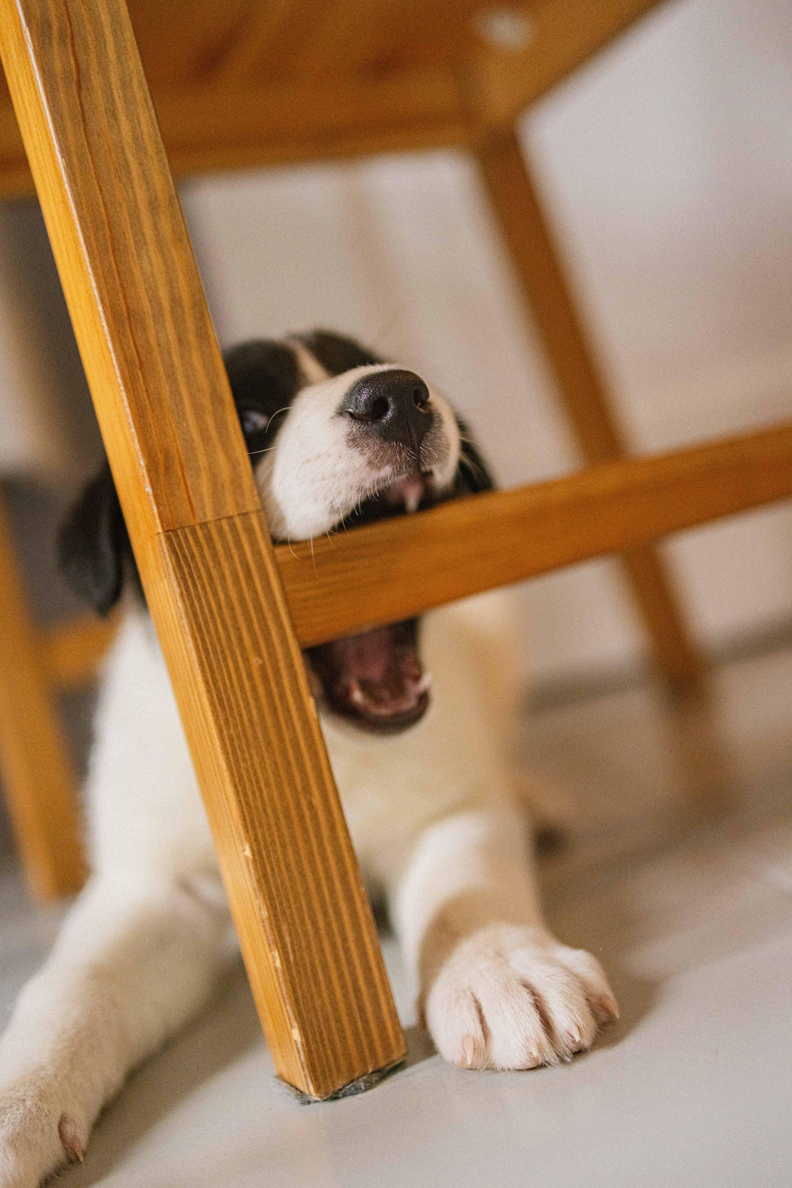 Щеночки. Фотограф-анималист в Москве Лера Черноног