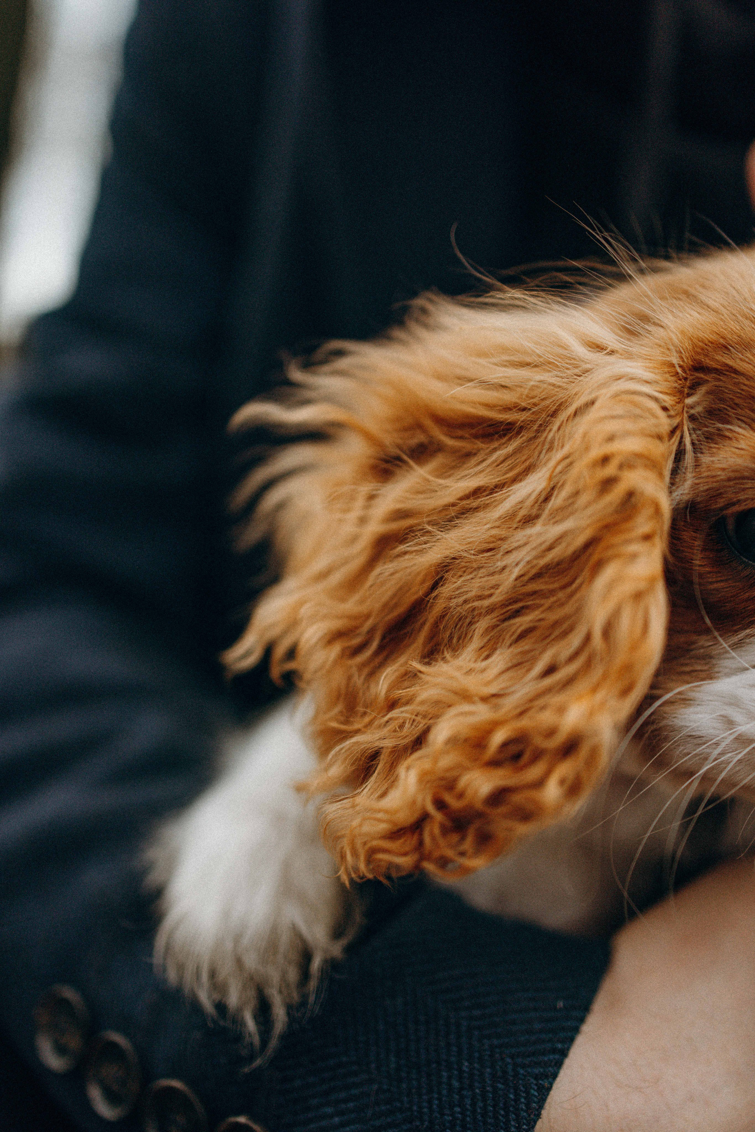 Юля и Кипр. Фотограф-анималист в Москве Лера Черноног
