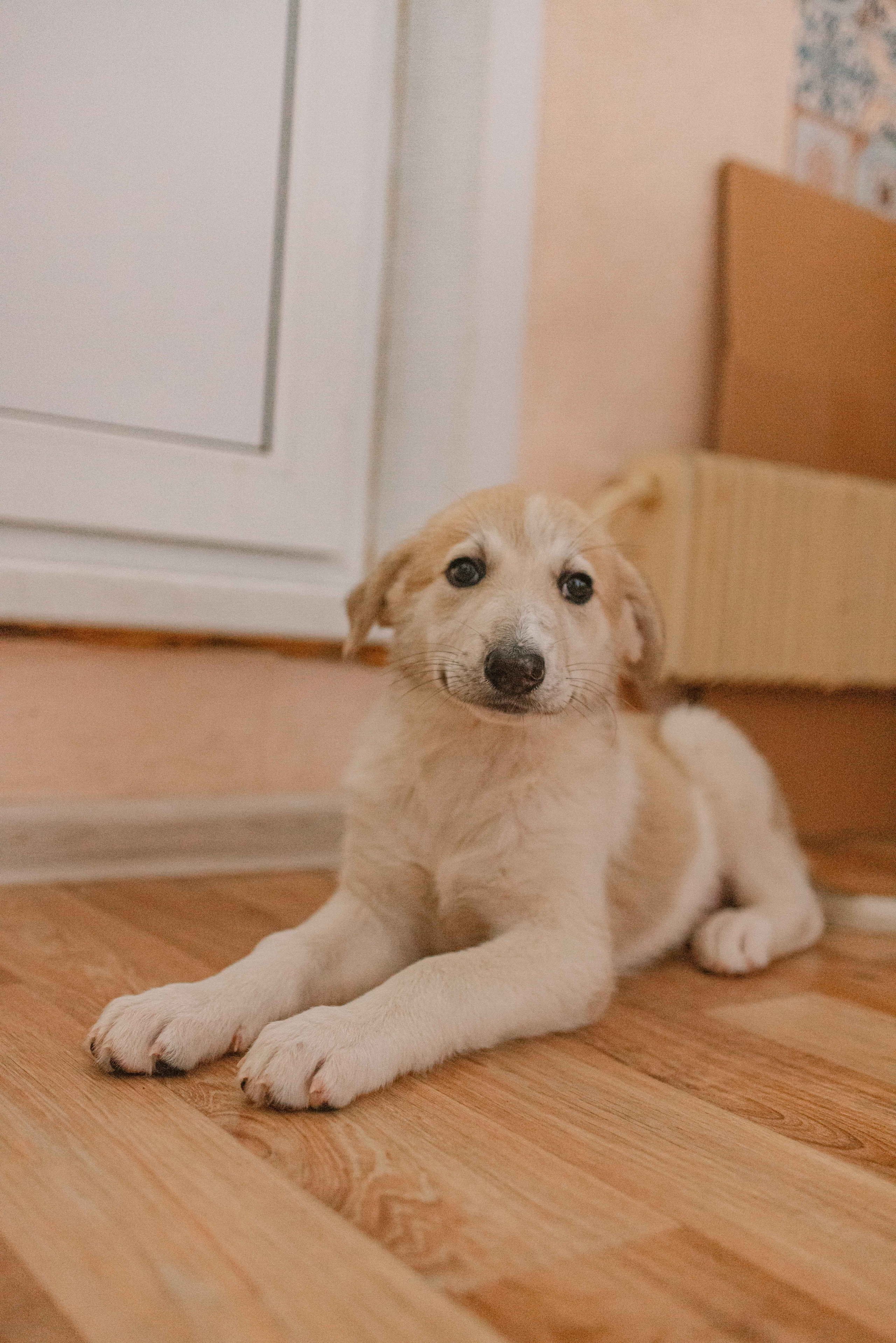 Щеночки на кухне. Фотограф-анималист в Москве Лера Черноног