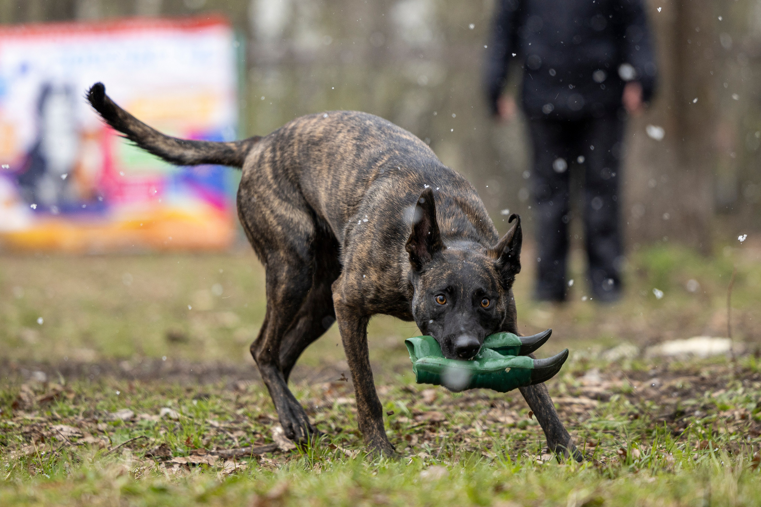 Квалификационные состязания по мондьорингу г. Вологда 11.05.24. Фотограф-анималист Анна Маринич