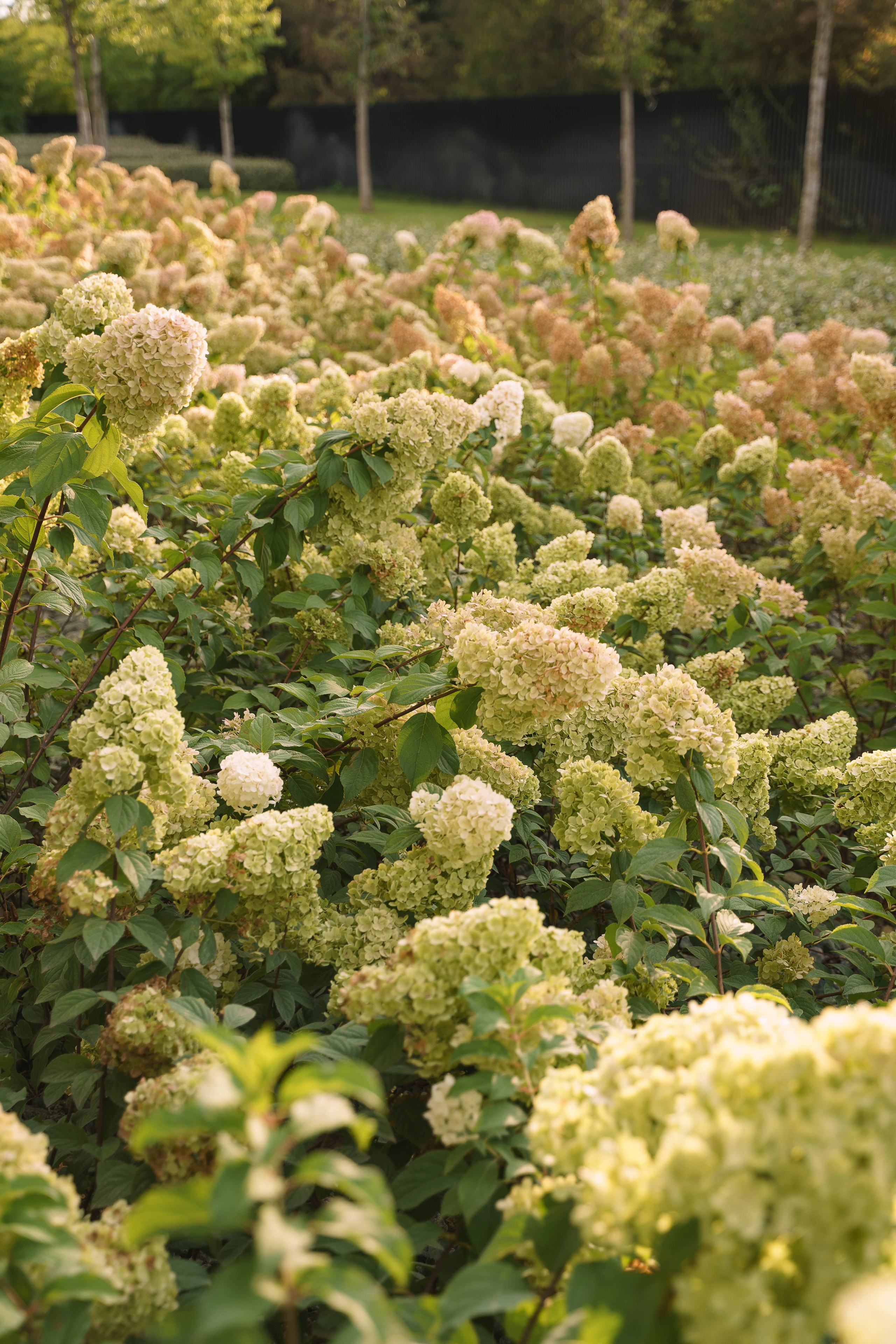 Родные люди. Свадебный фотограф в Краснодаре и Санкт-Петербурге Евгения Алексеева