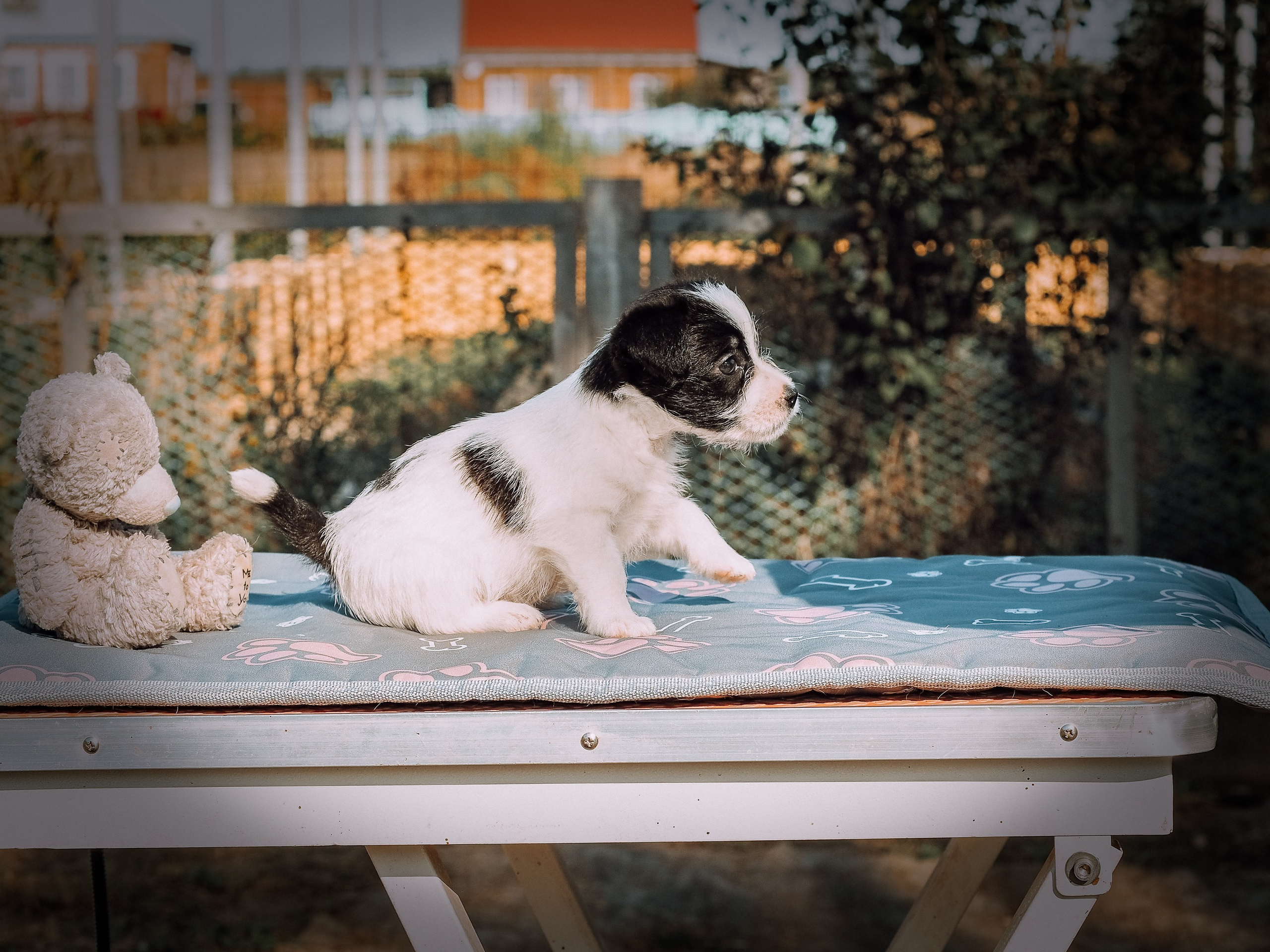 Бело-черная красавица джек-рассел-терьер. КАНЕ МАЭСТРО — питомник Джек рассел терьеров