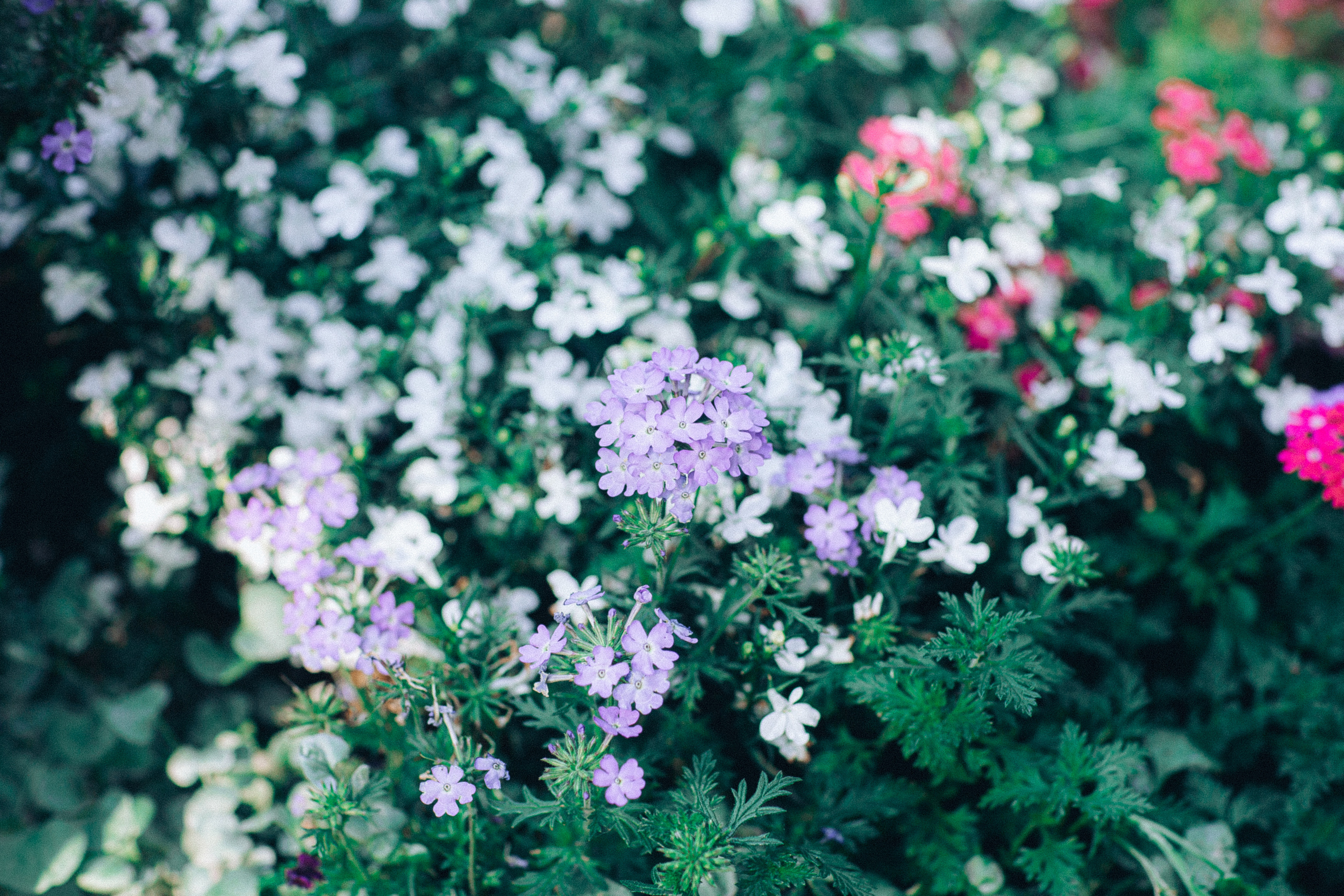 Семейные летние дни. Anna Gidros — профессиональный фотограф