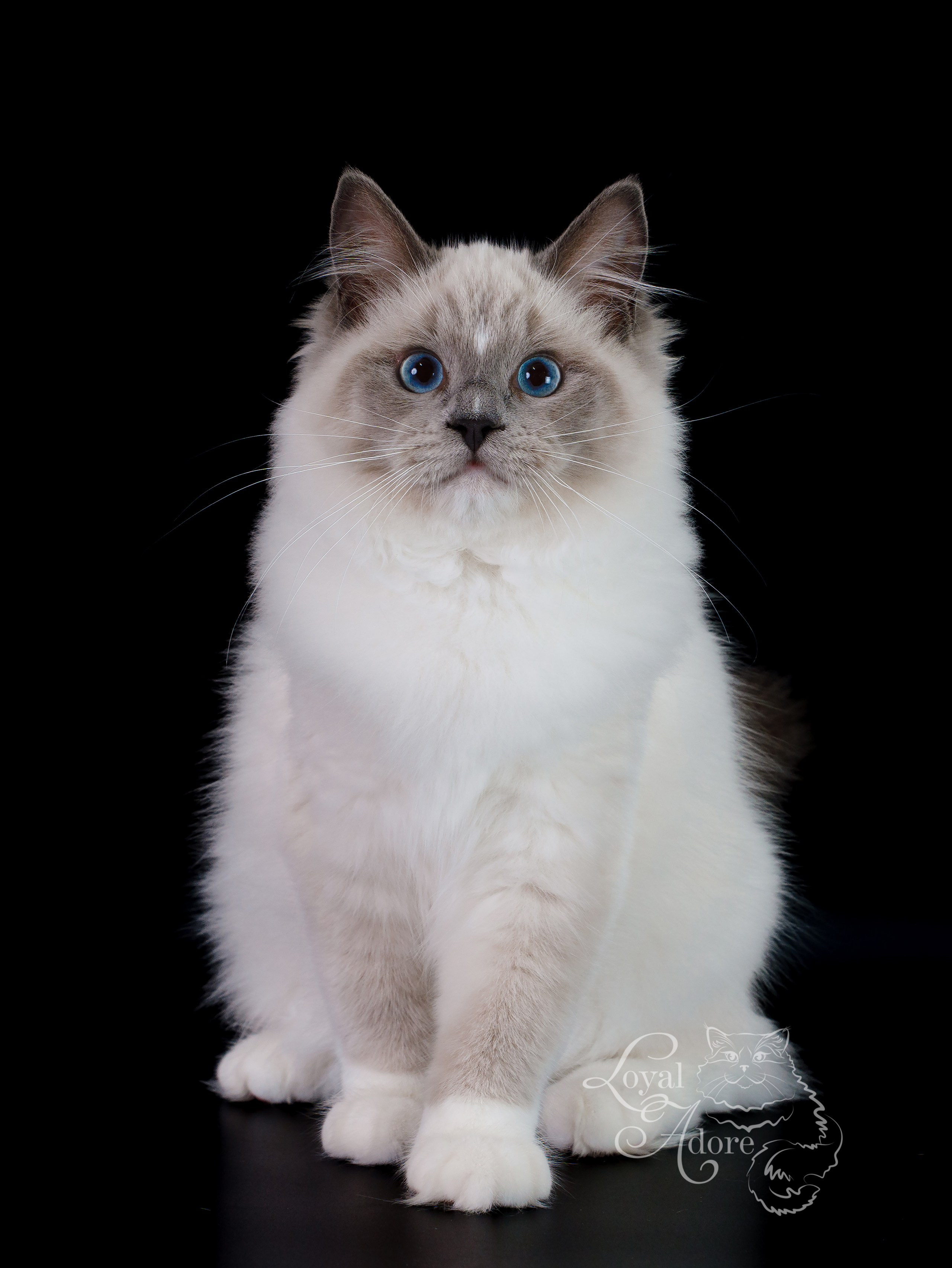 Кошки производители Loyal Adore. Питомник рэгдолл Loyal Adore