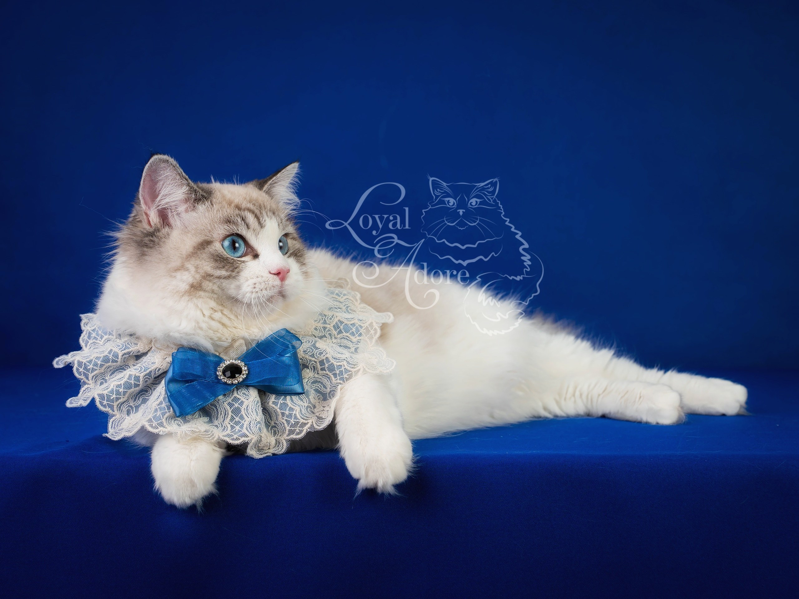 Кошки производители Loyal Adore. Питомник рэгдолл Loyal Adore