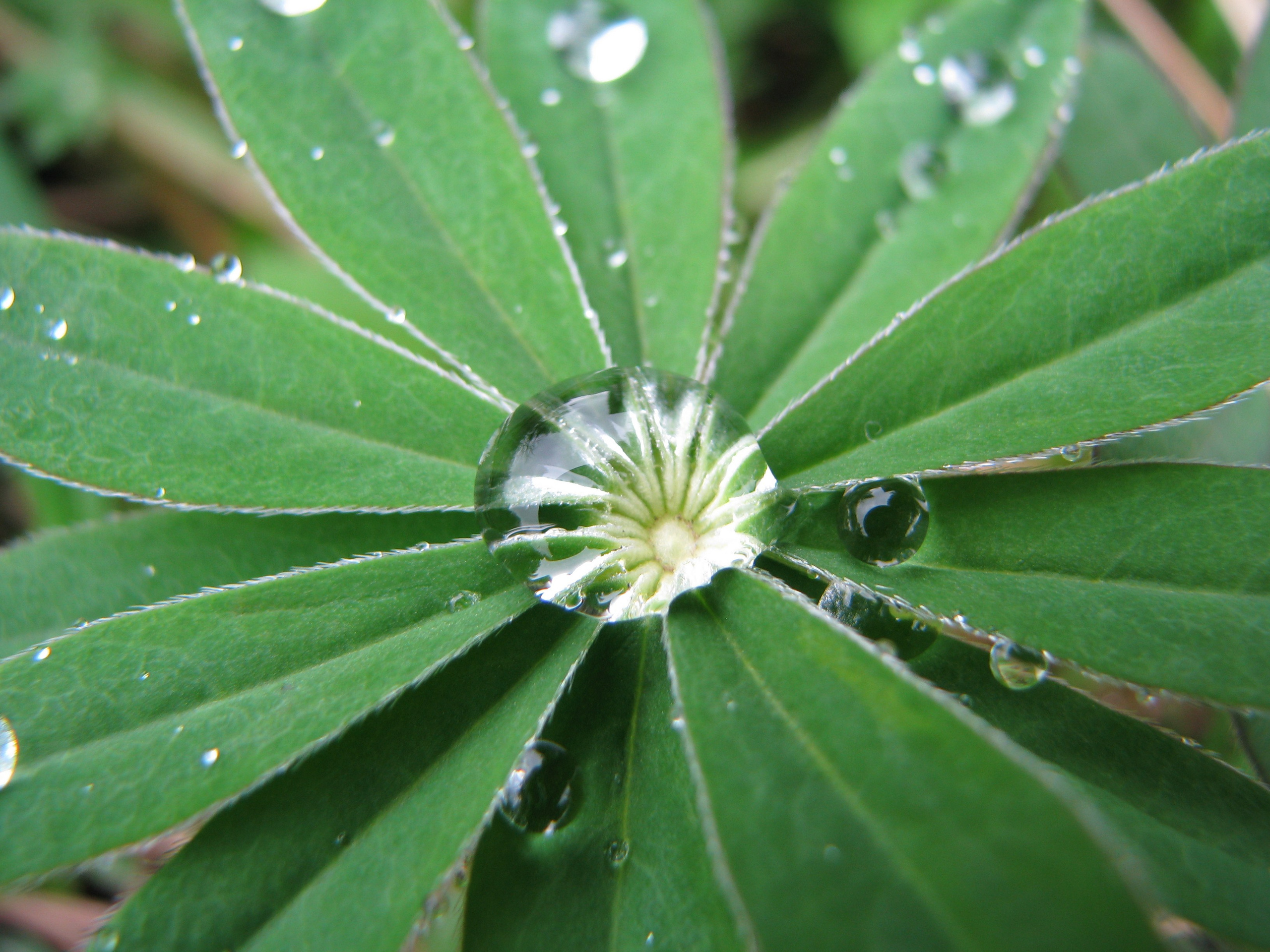 Природа. Растения. Фотограф в Санкт-Петербурге Александр Костюнин