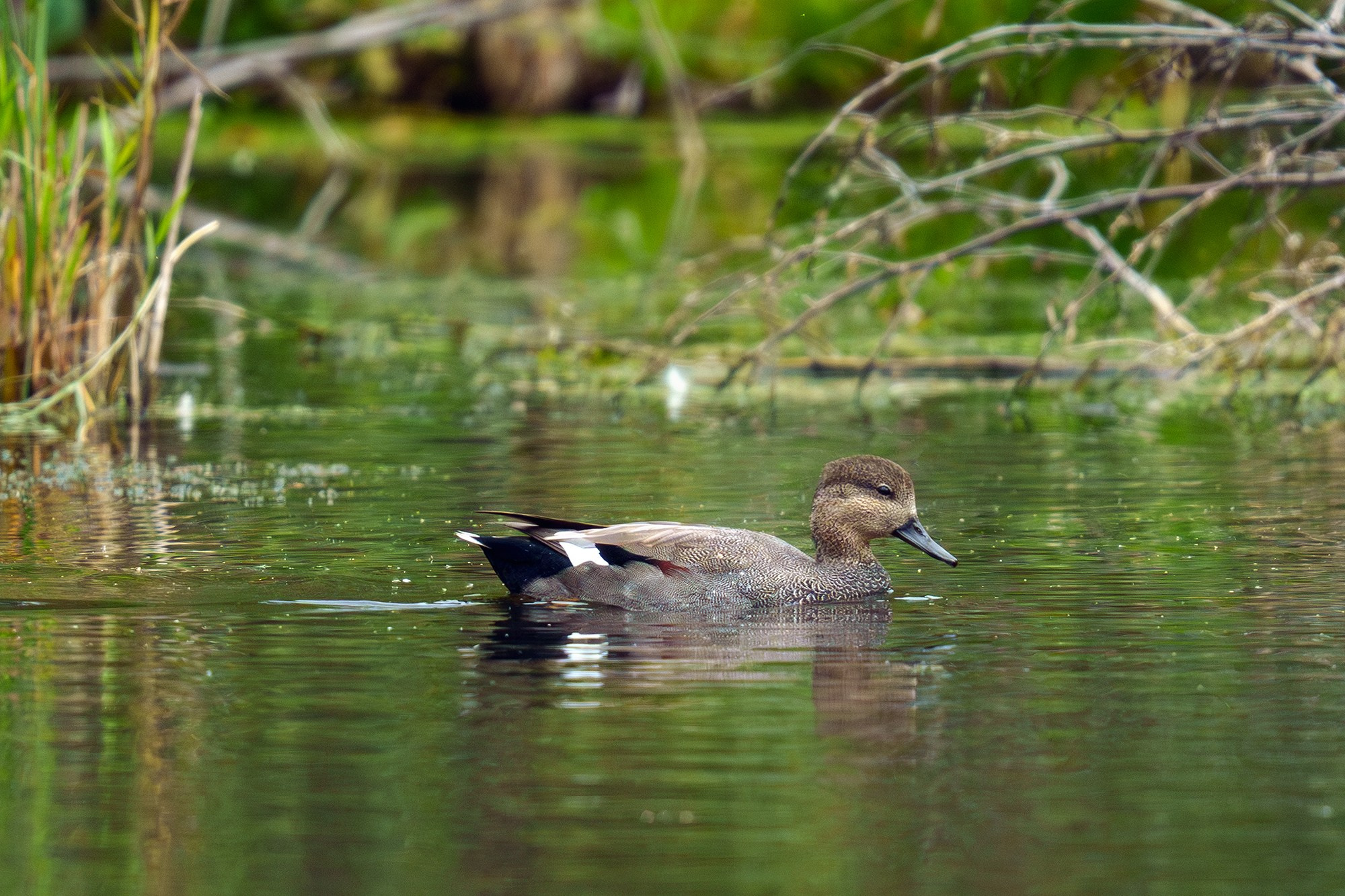 Удивительные мир птиц. Вокруг нас столько прекрасного — присмотритесь!. Ваш личный фотограф Марина Волкова