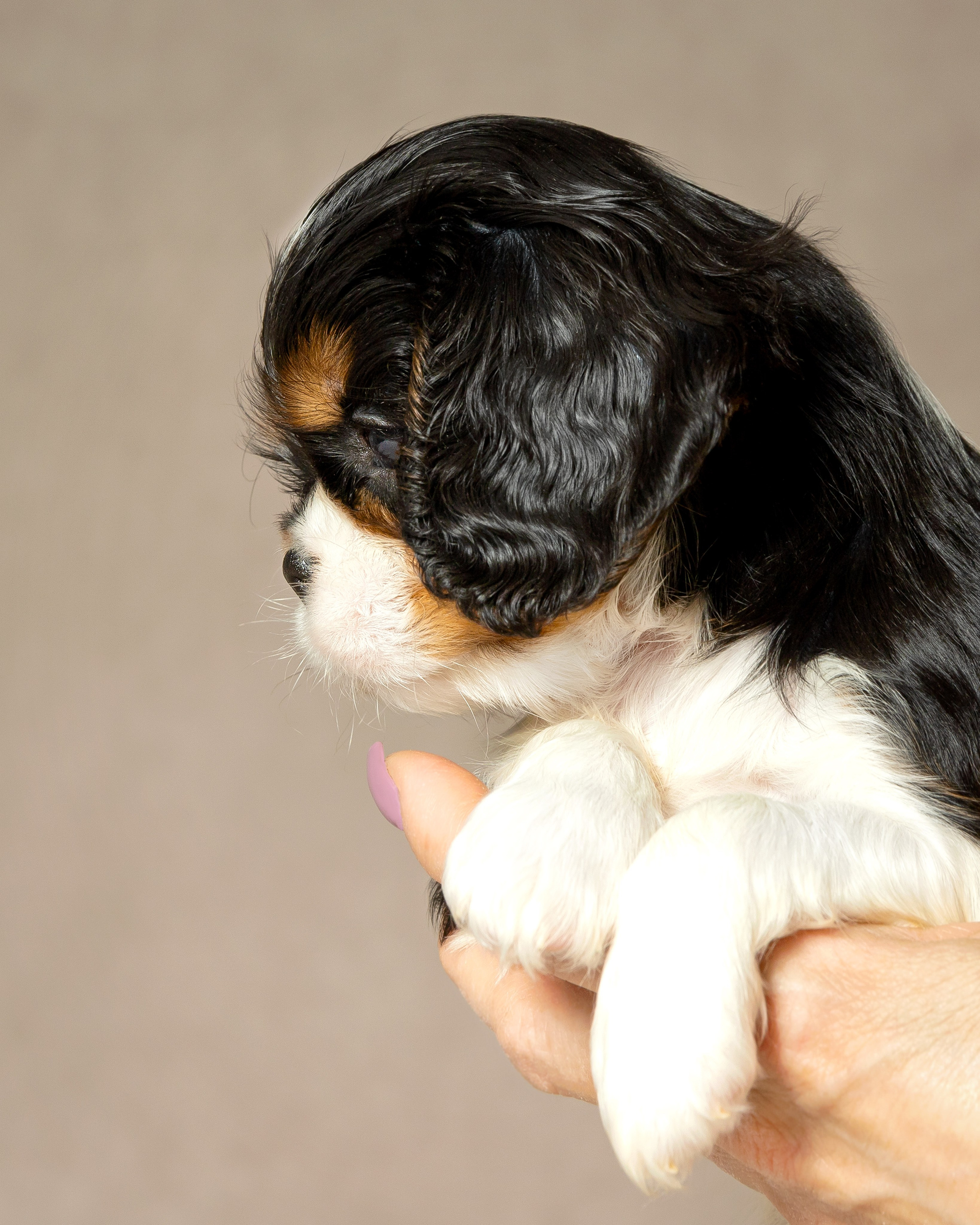 Кавалер Кинг Чарльз спаниель. Юлия Микульская. Рыбинск