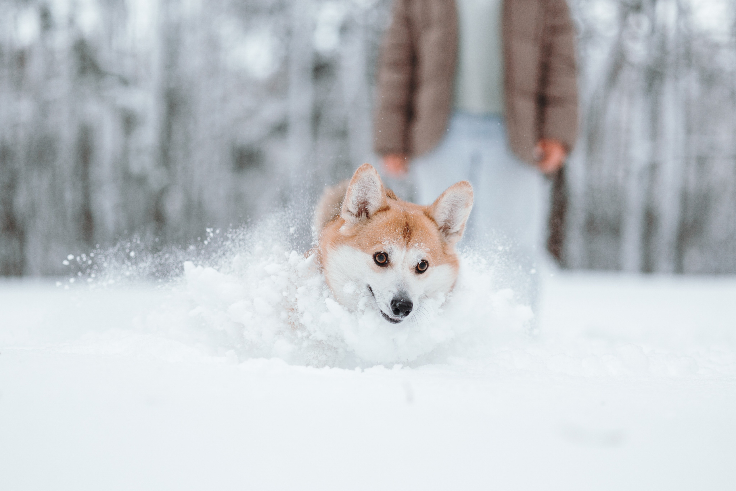 Оливка и ее семья. Фотограф — Анималист | Санкт-Петербург