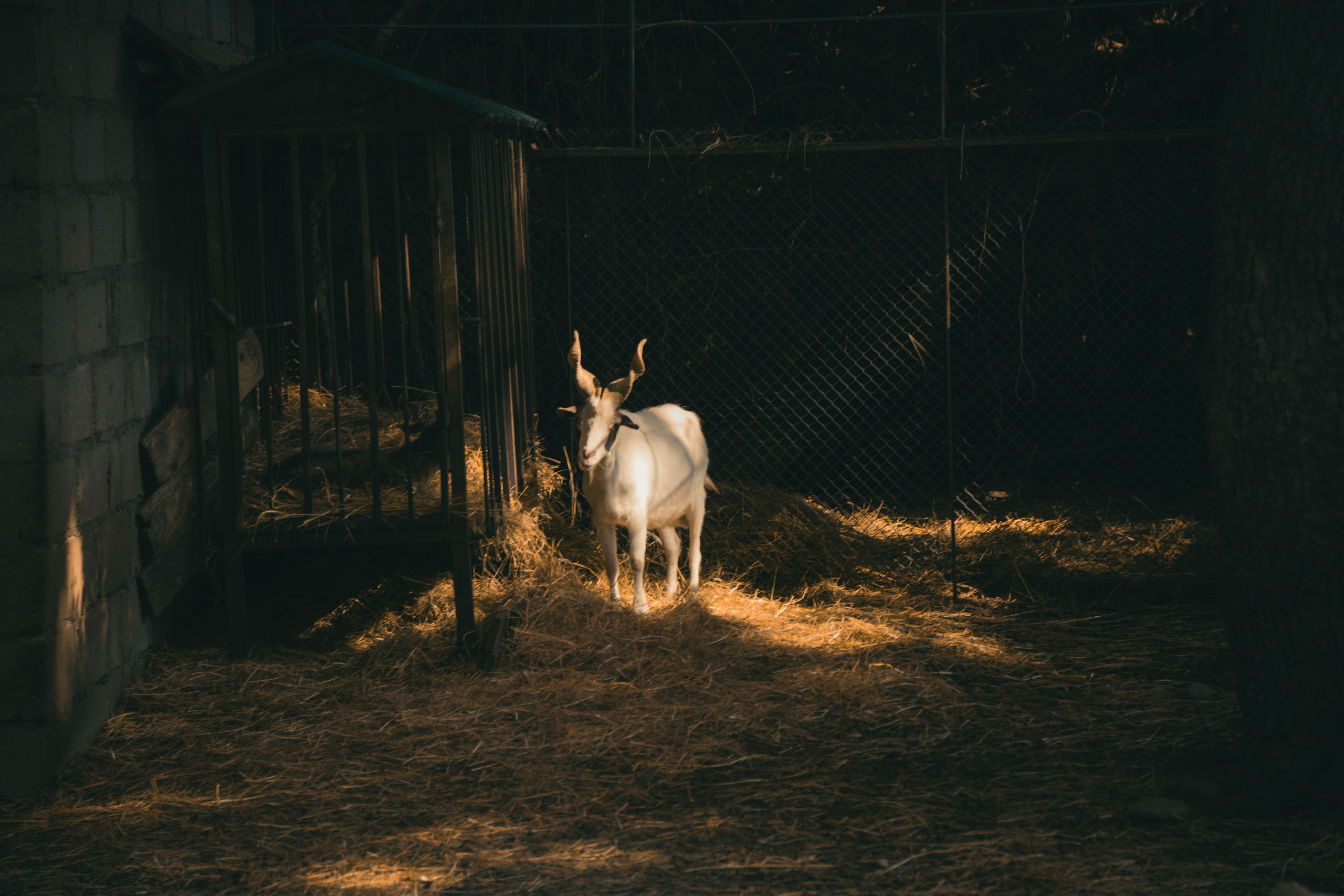 Зоопарк. Dmitriy [KCCC] is a pretty cool photographer