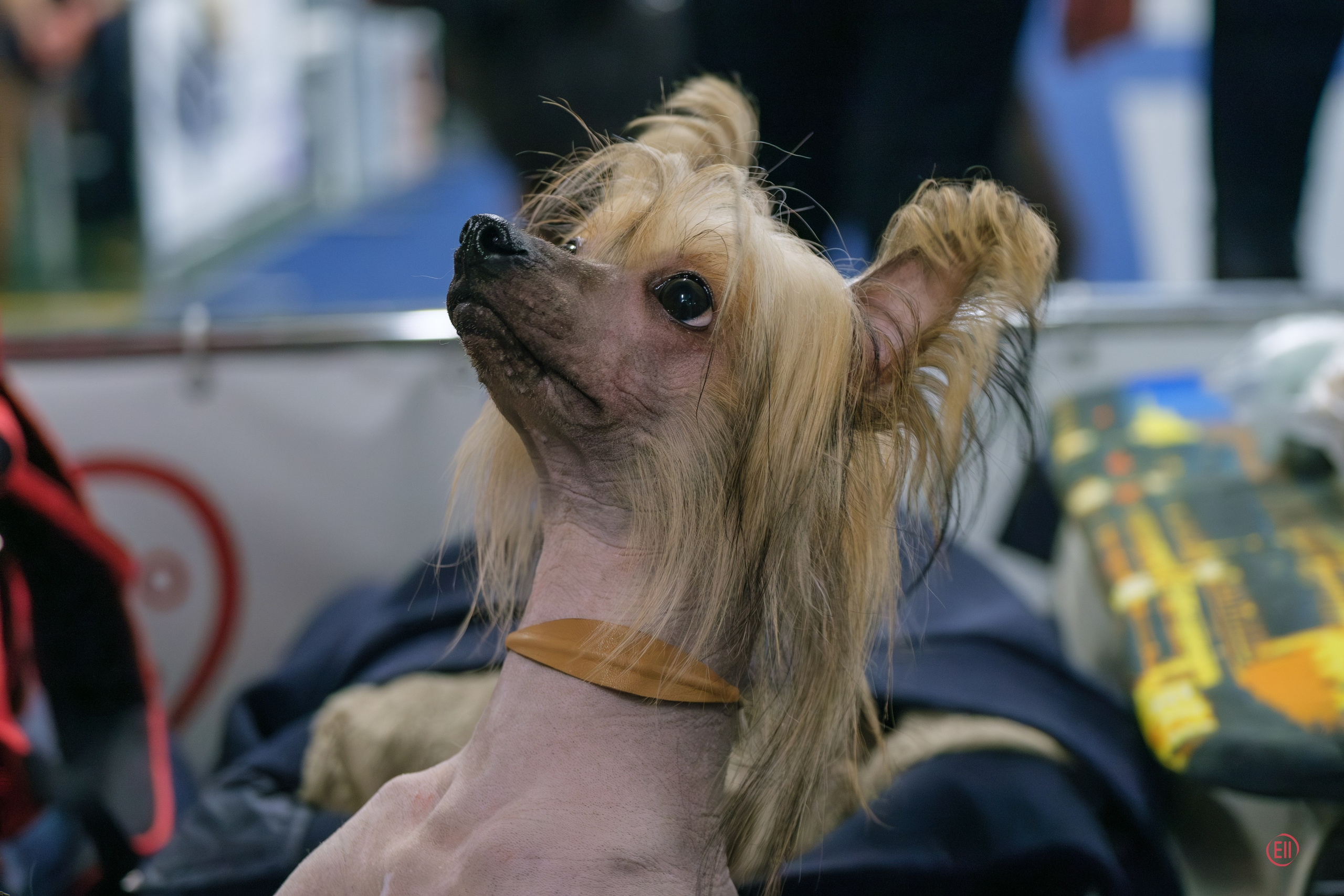 We have completed the 2023 exhibition season. Chinese Crested Dog Kennel Poale Ell