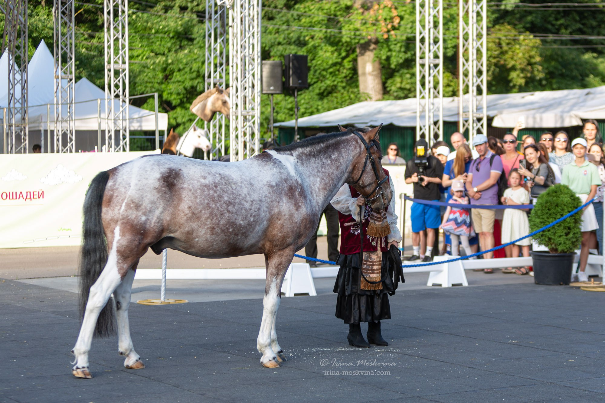 Башкирская порода