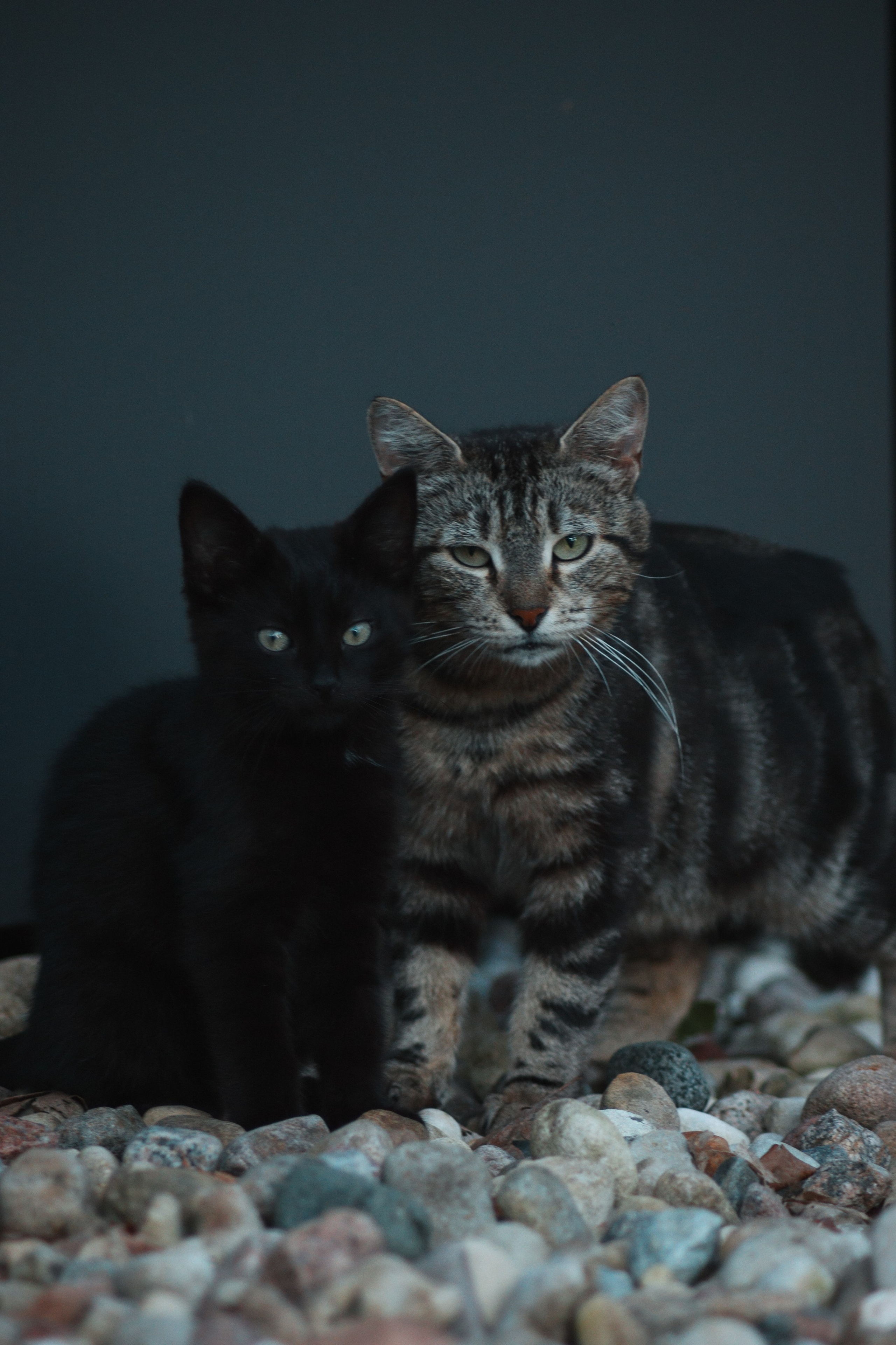 Р А З Н Ы Е — К О Т Ы. — Digital Noise —